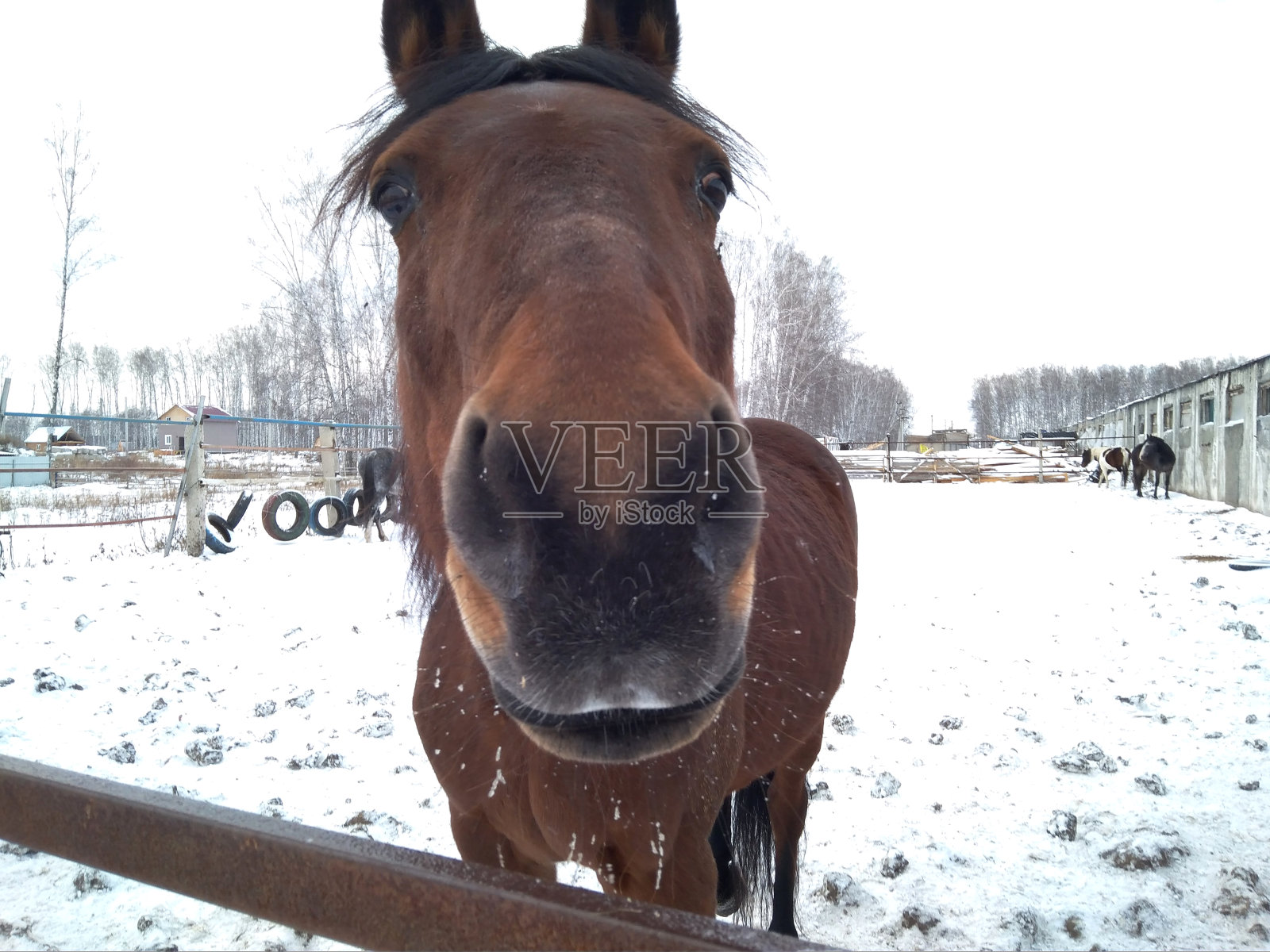 冬天,在农场围场里散步的马看着自己的头照片摄影图片