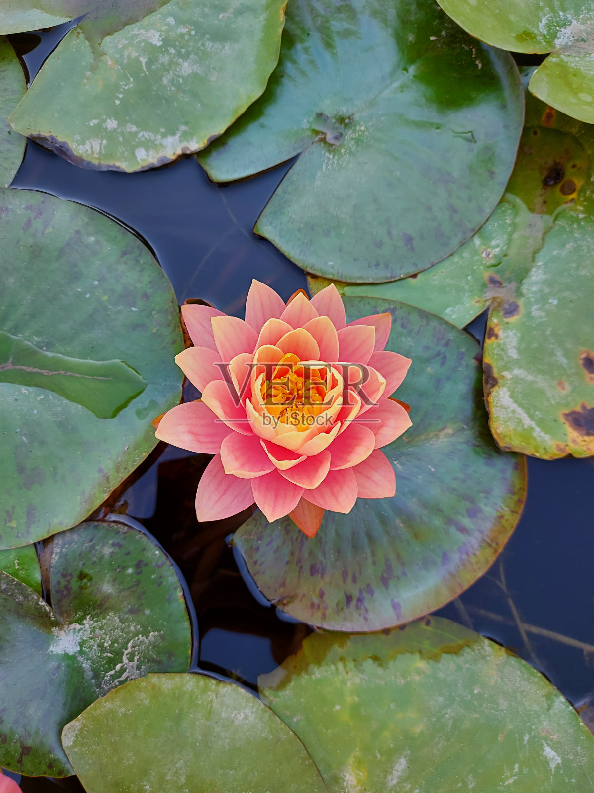 美丽的粉红色睡莲花在绿色的叶子的背景,被早晨的太阳照亮。照片摄影图片