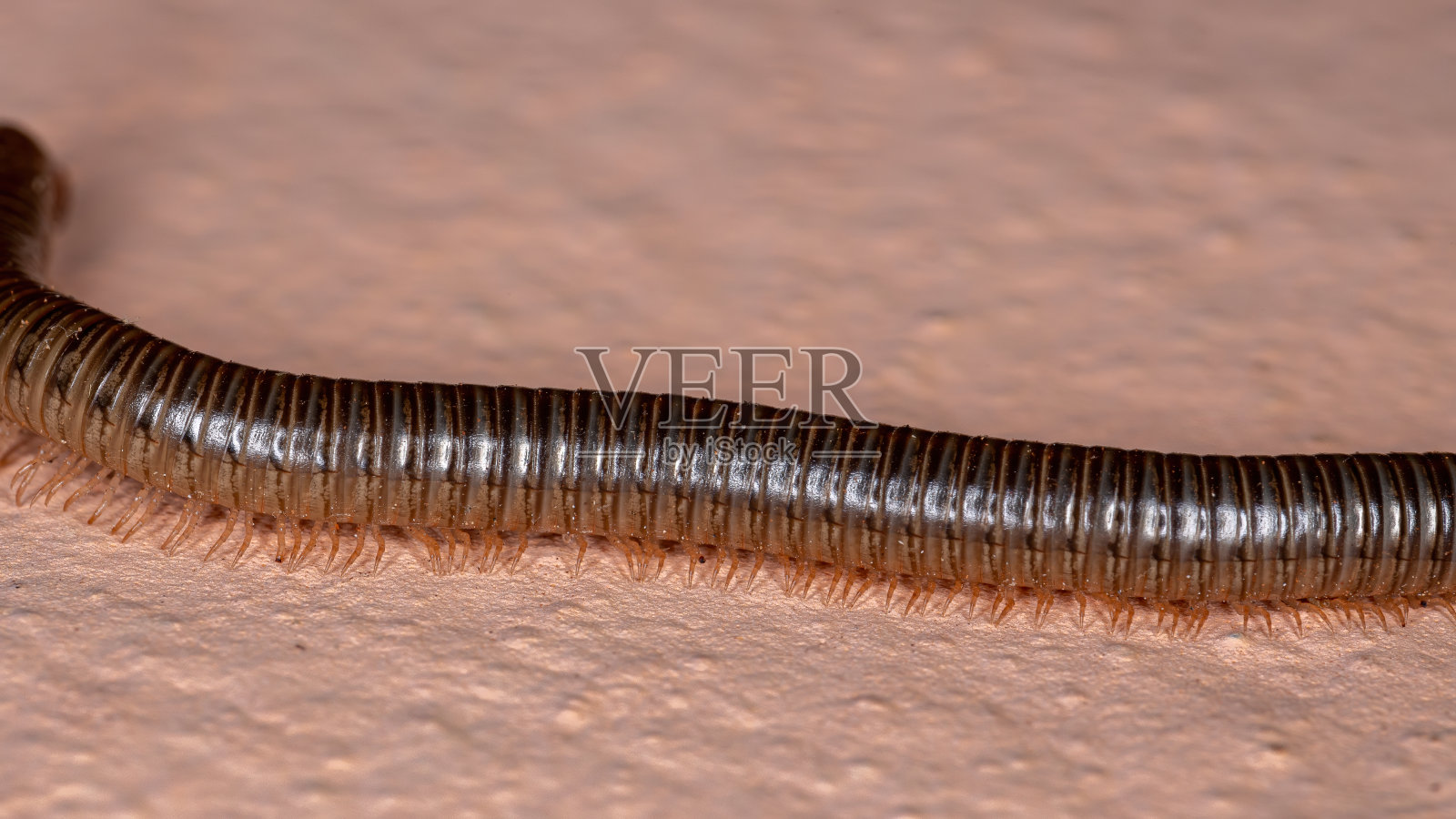 帕拉朱利德·米利佩德照片摄影图片