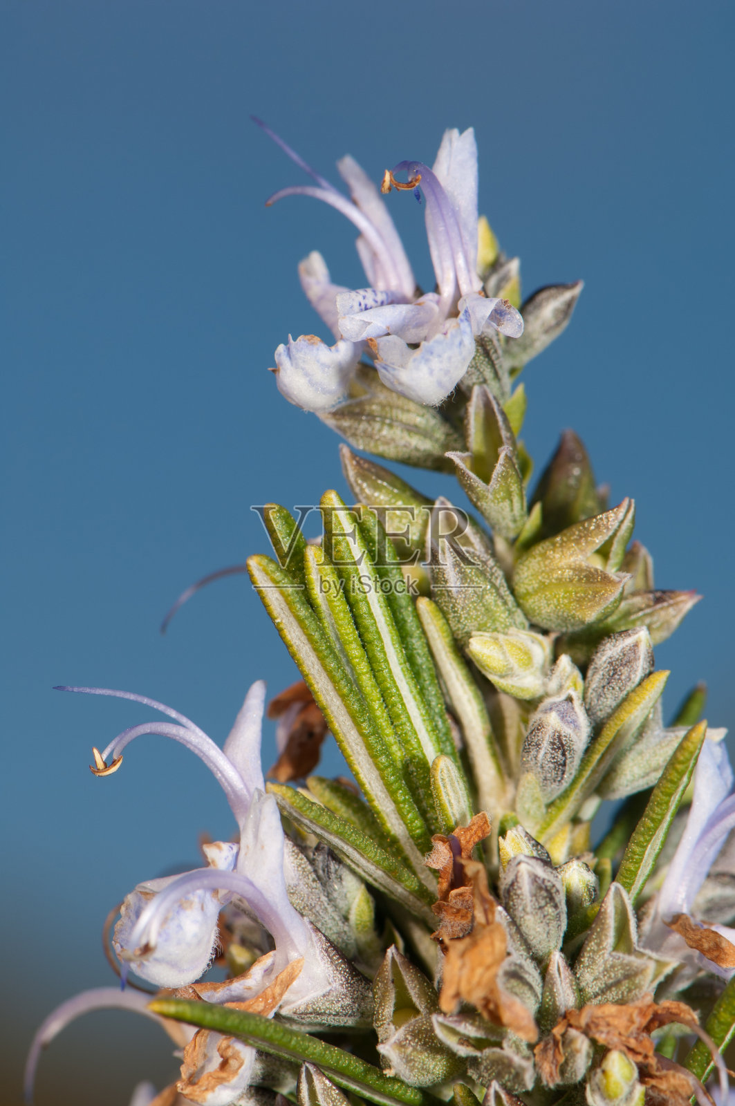 瓜拉山中盛开的迷迭香鼠尾草。照片摄影图片