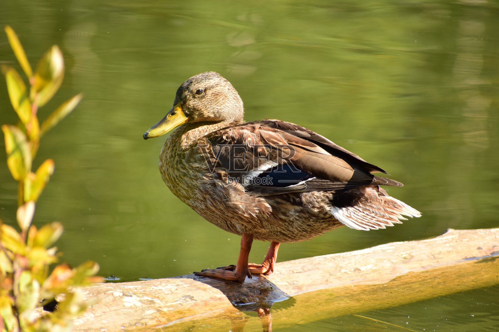 鸭子在蓝色的湖里游泳照片摄影图片