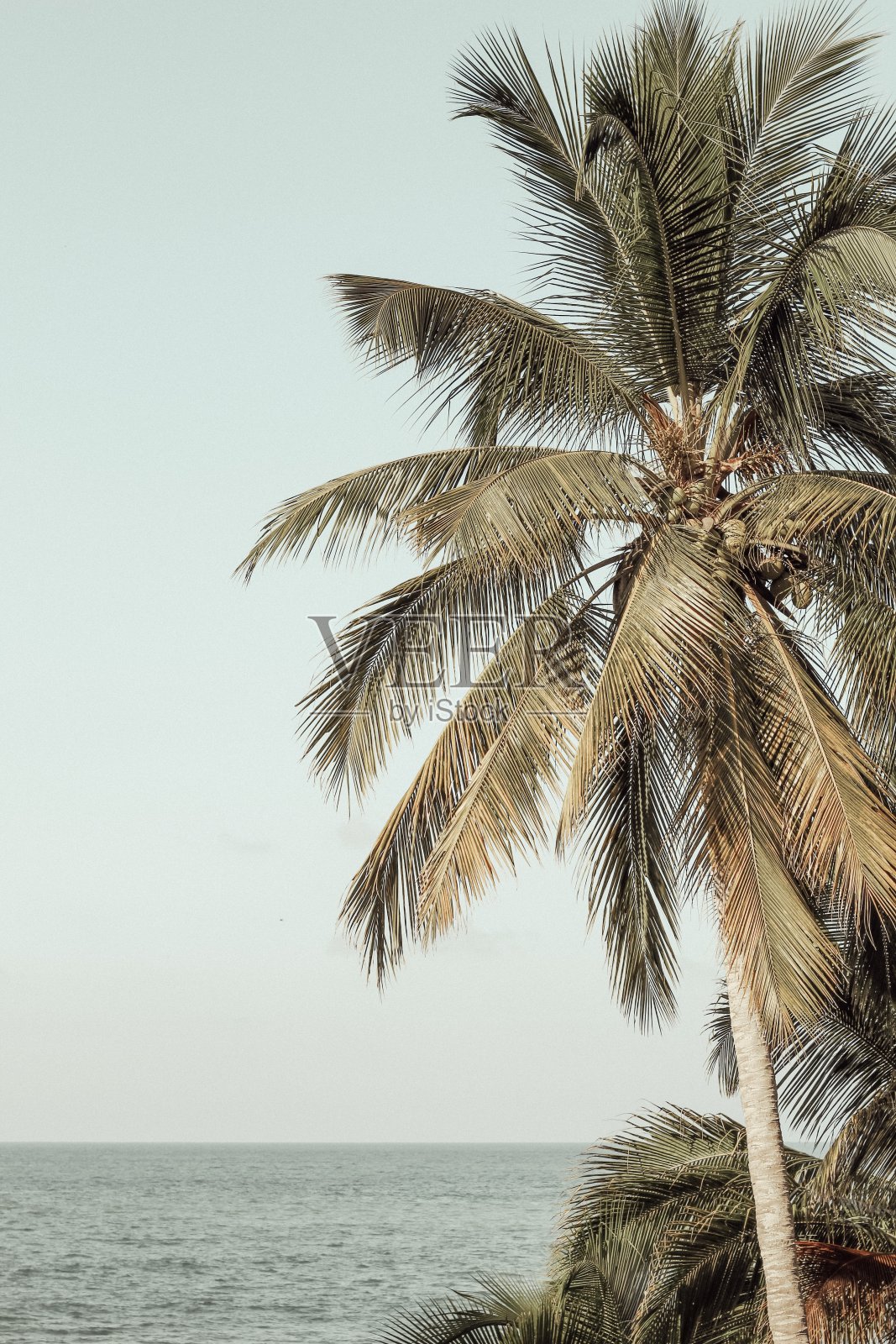 棕榈树照片摄影图片