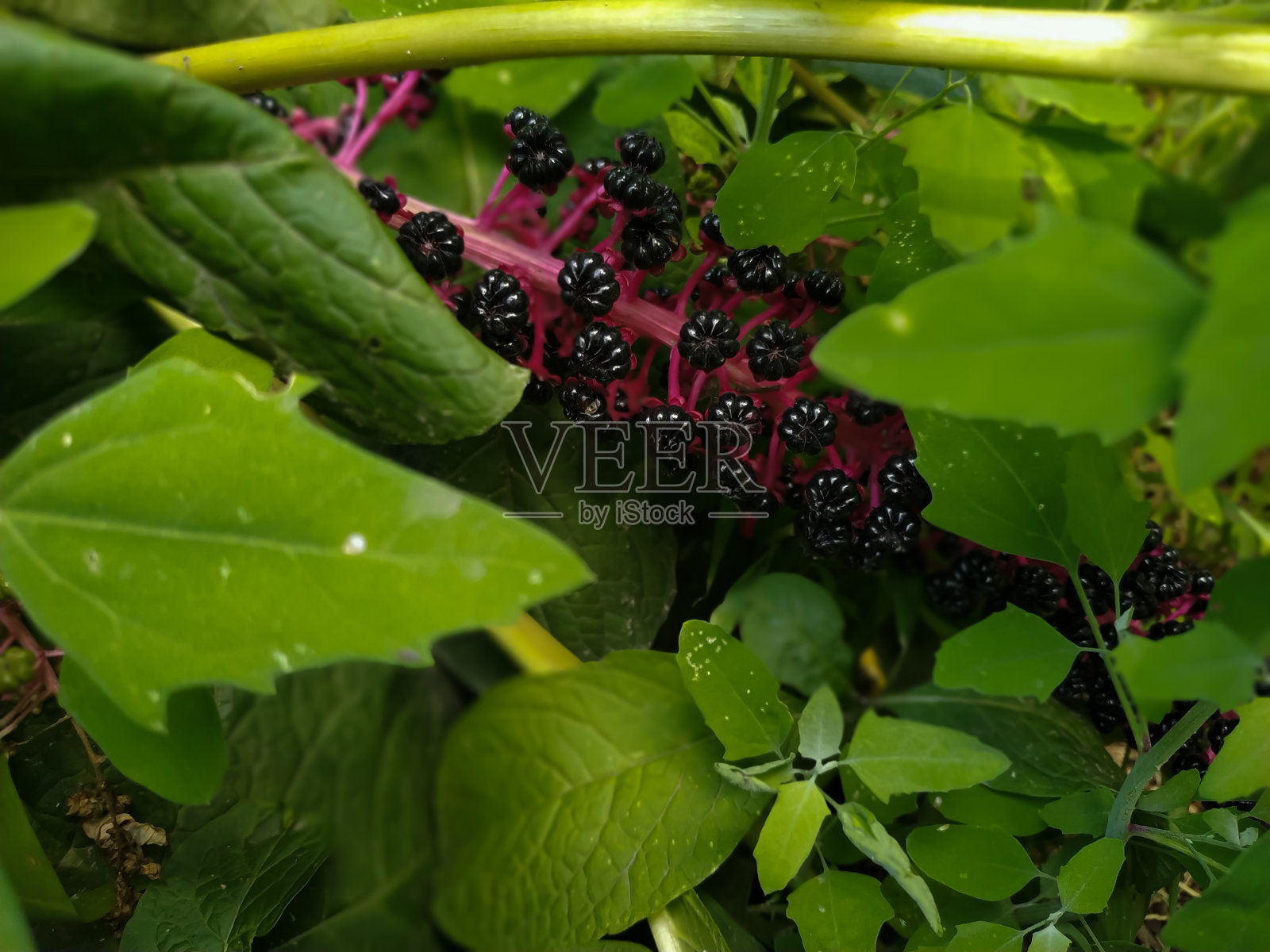 绿叶下的黑浆果照片摄影图片