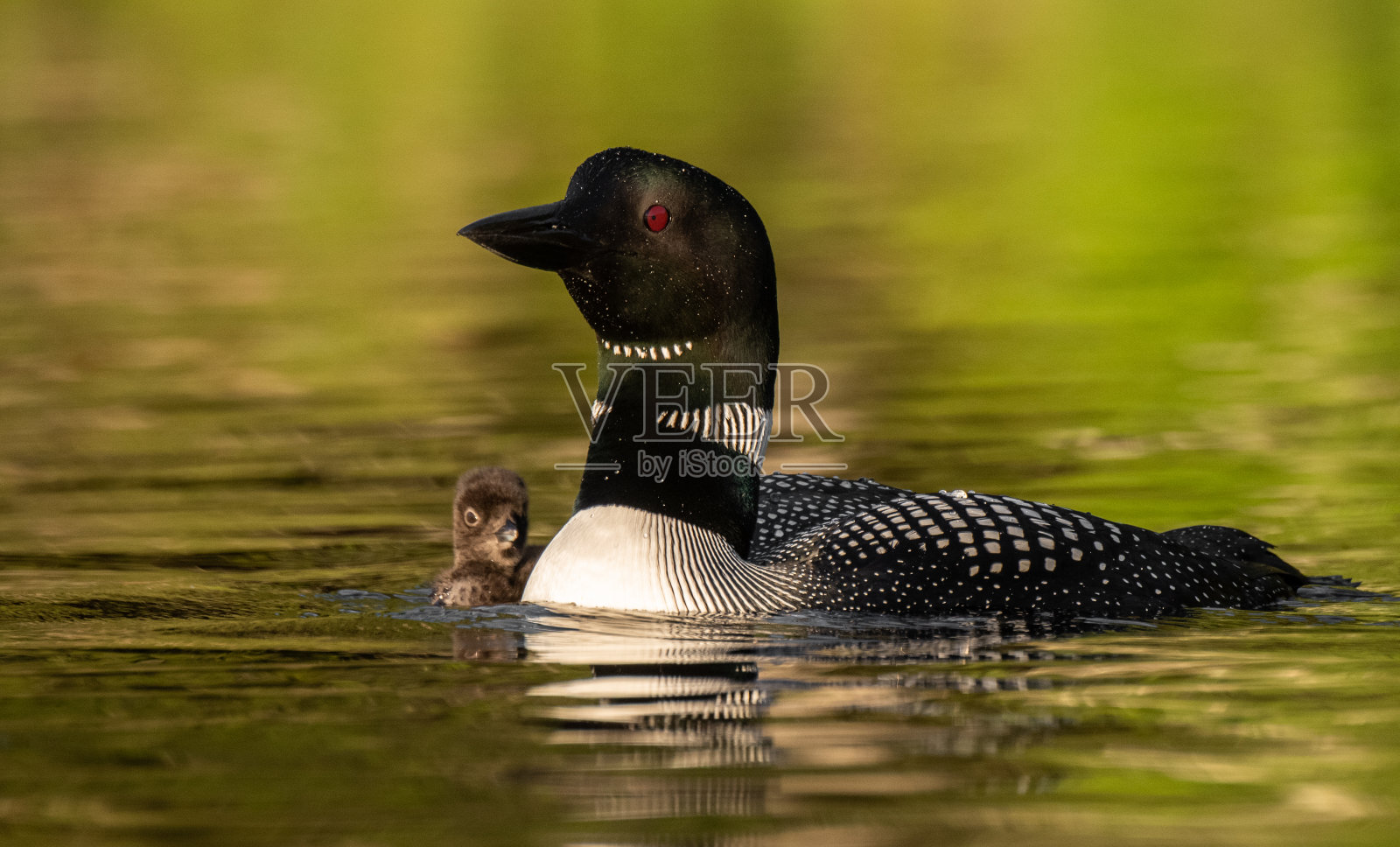 缅因州普通潜鸟照片摄影图片
