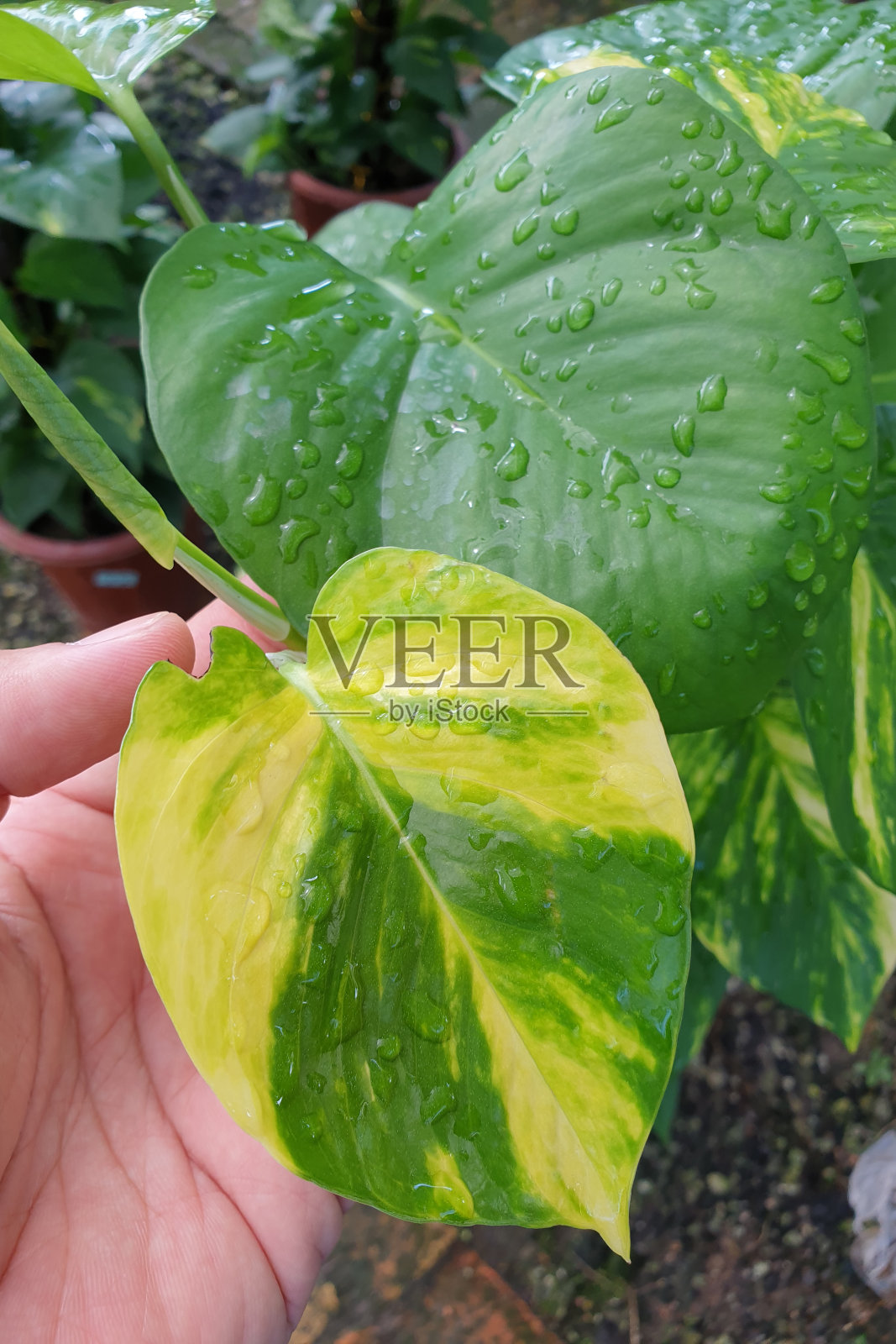 裁剪图像成人的手拿着一个杂色的魔鬼的常青藤叶子。照片摄影图片