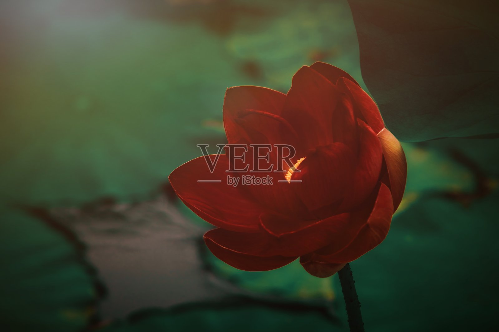 夏日池塘里的荷花盛开照片摄影图片