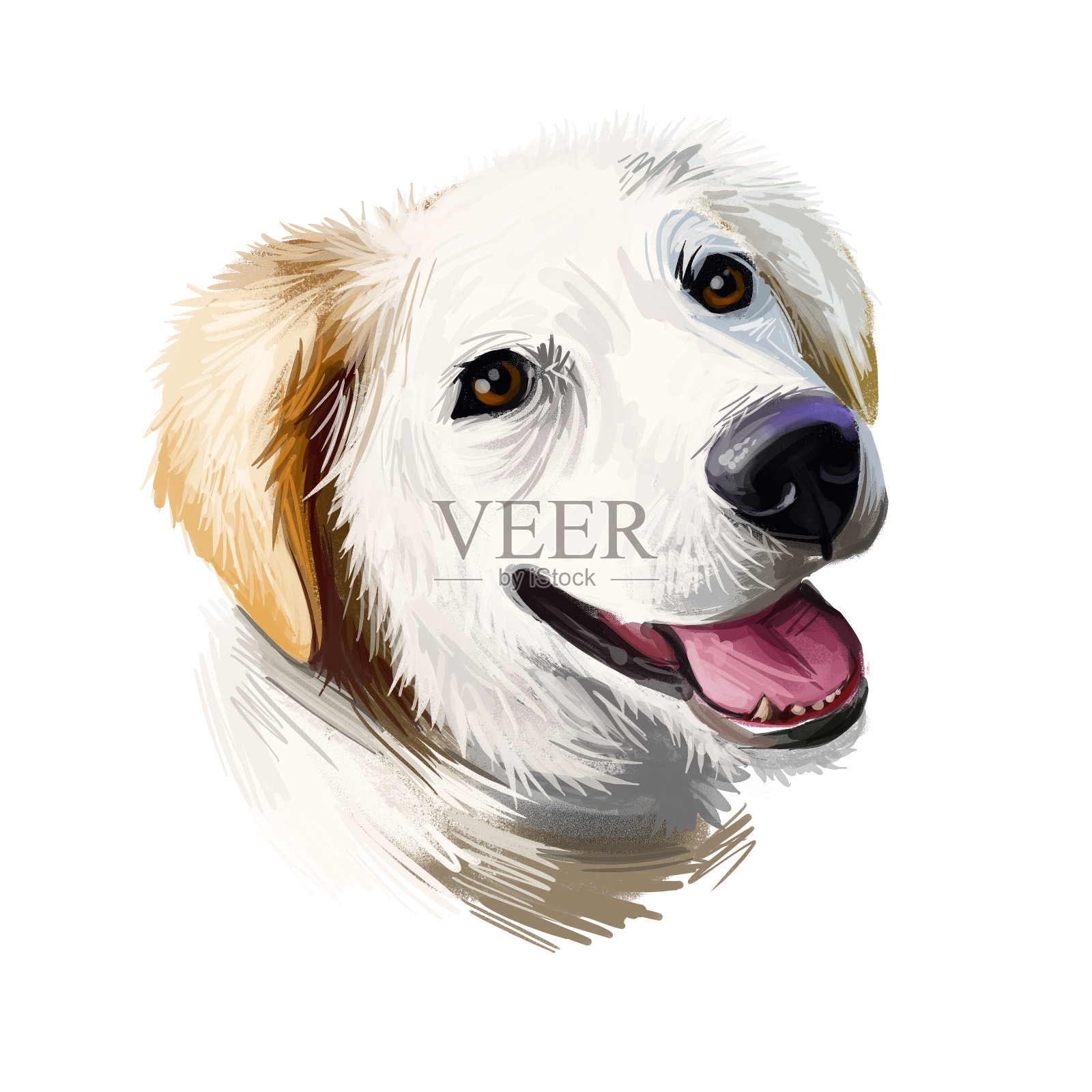拉布拉多哈士奇加拿大宠物肖像数码艺术插图。哺乳动物起源于加拿大,训练拉雪橇。性情温和的大型宠物,用舌头画纯种幼犬。设计元素图片