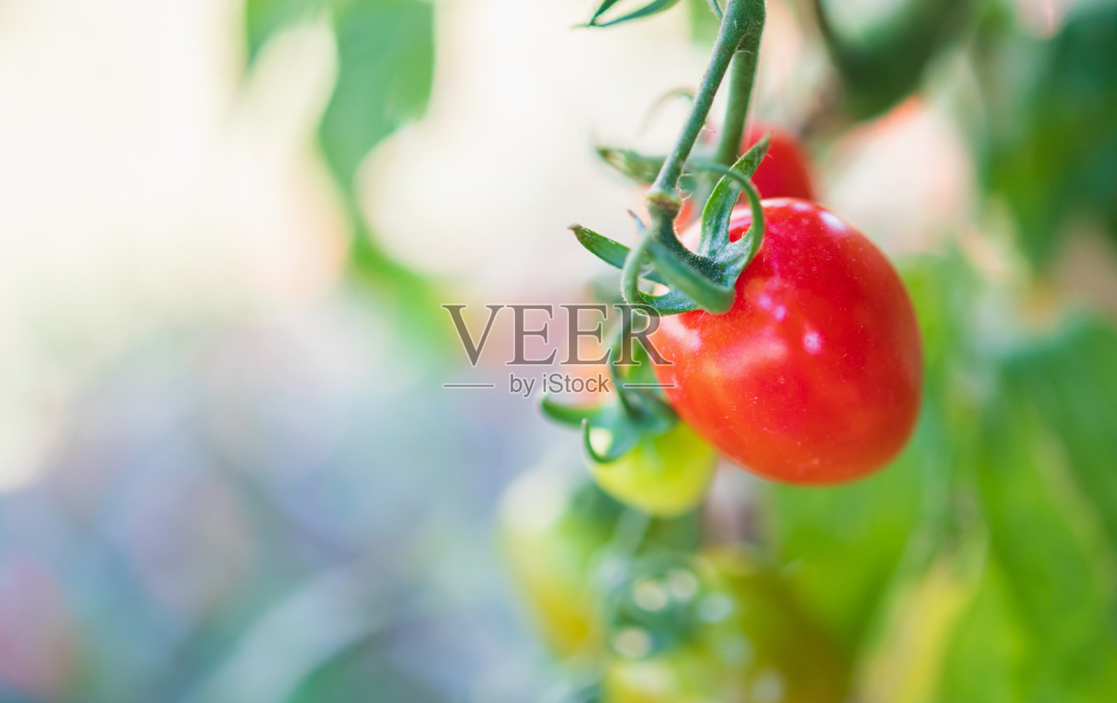 鲜红成熟的番茄挂在温室花园里的藤上生长照片摄影图片