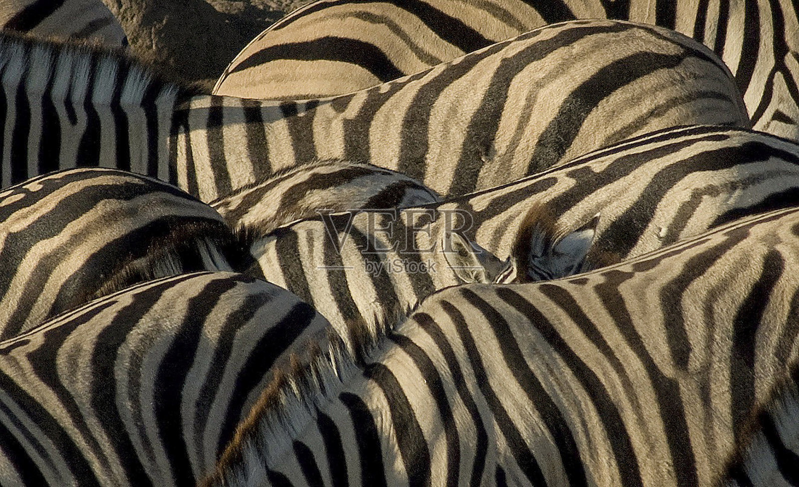 马群中的小斑马照片摄影图片