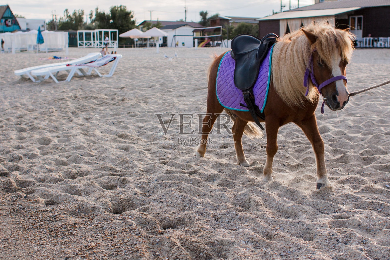 沙滩上的小马照片摄影图片