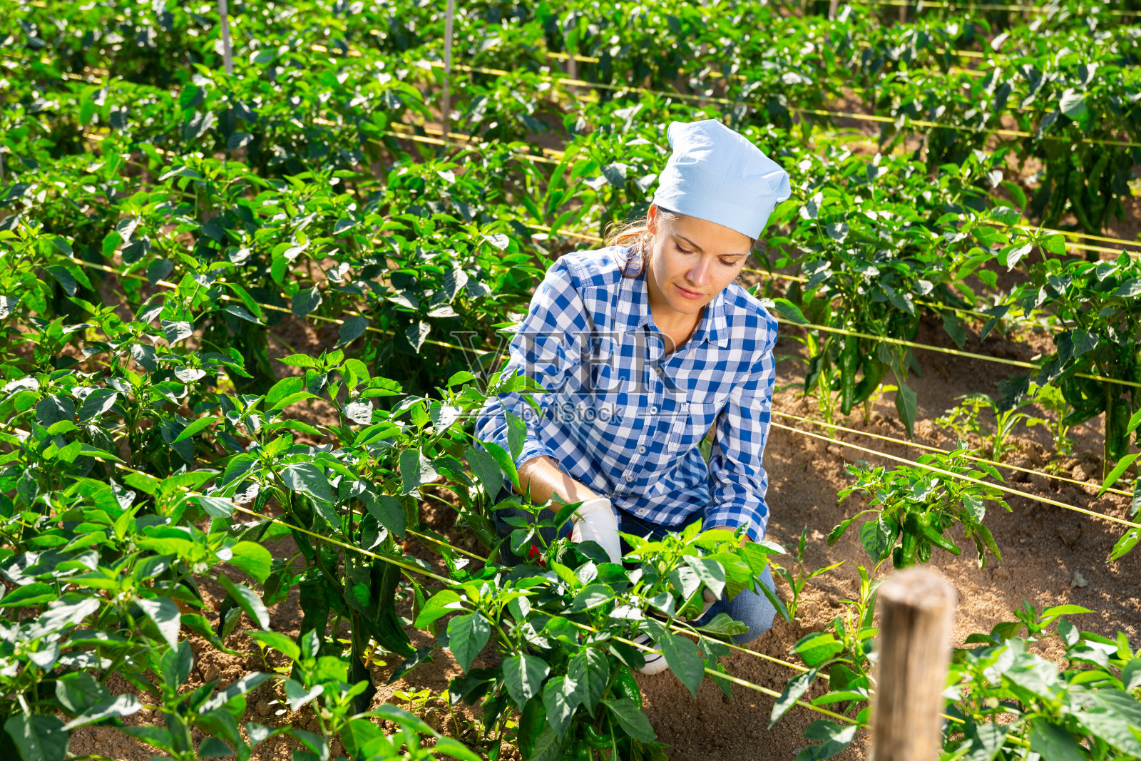 一名年轻女子在农场采摘青椒照片摄影图片