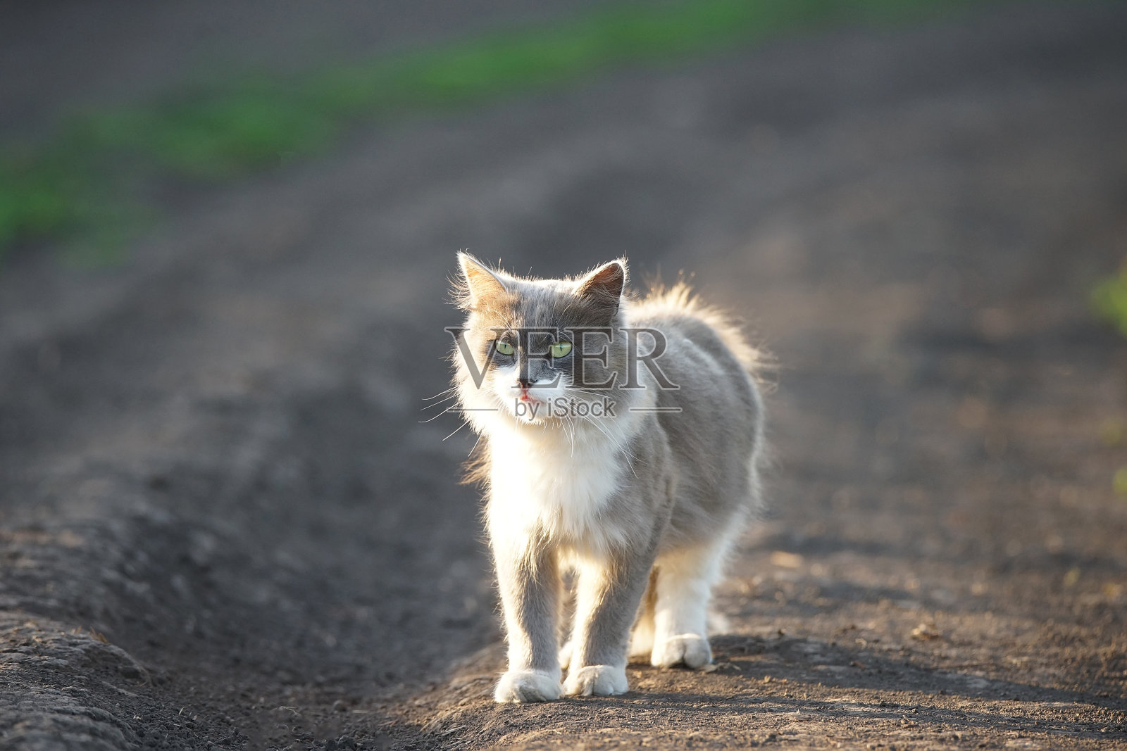 灰猫在草地上。照片摄影图片
