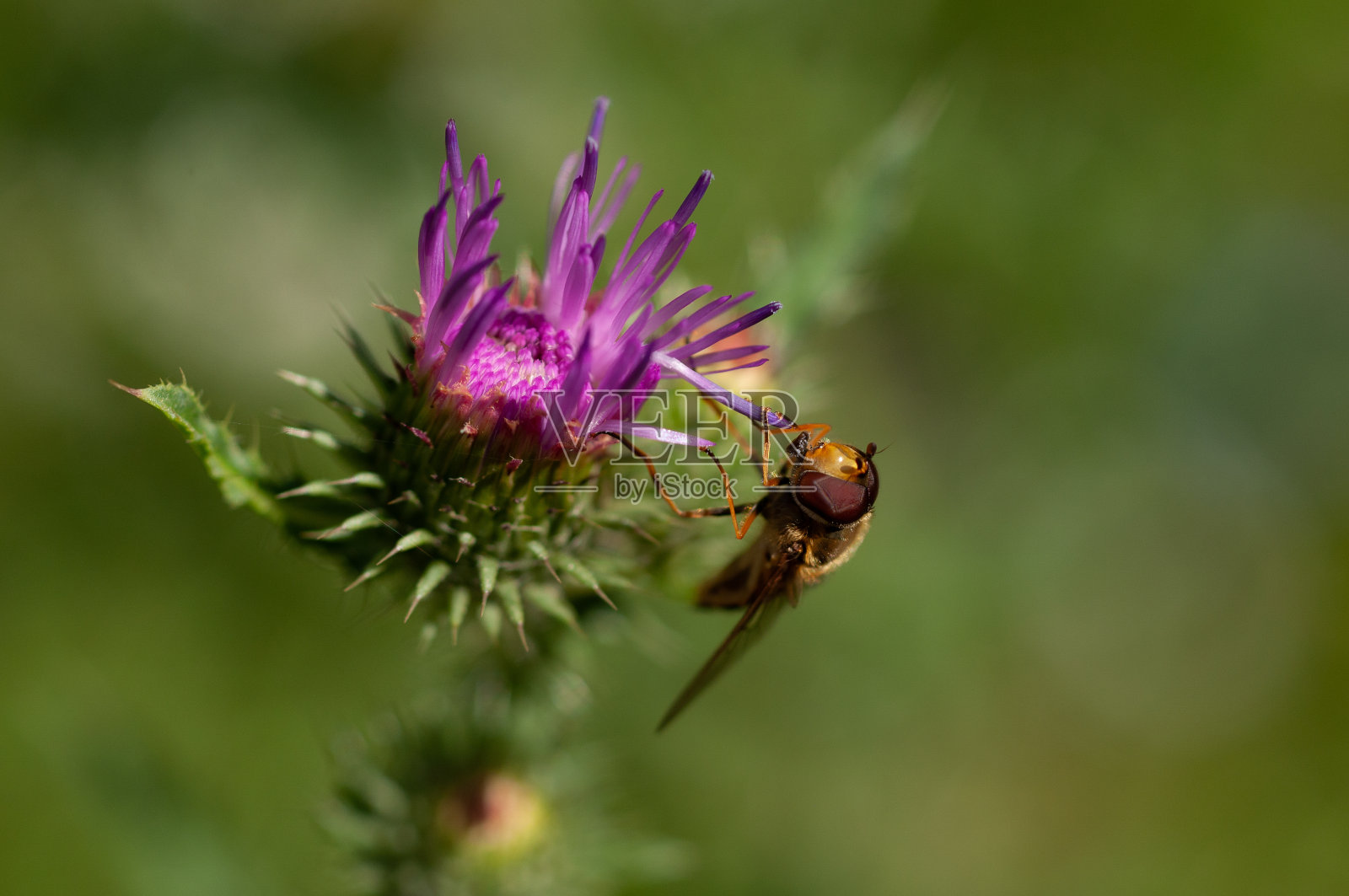 食蚜蝇(食蚜蝇科)照片摄影图片