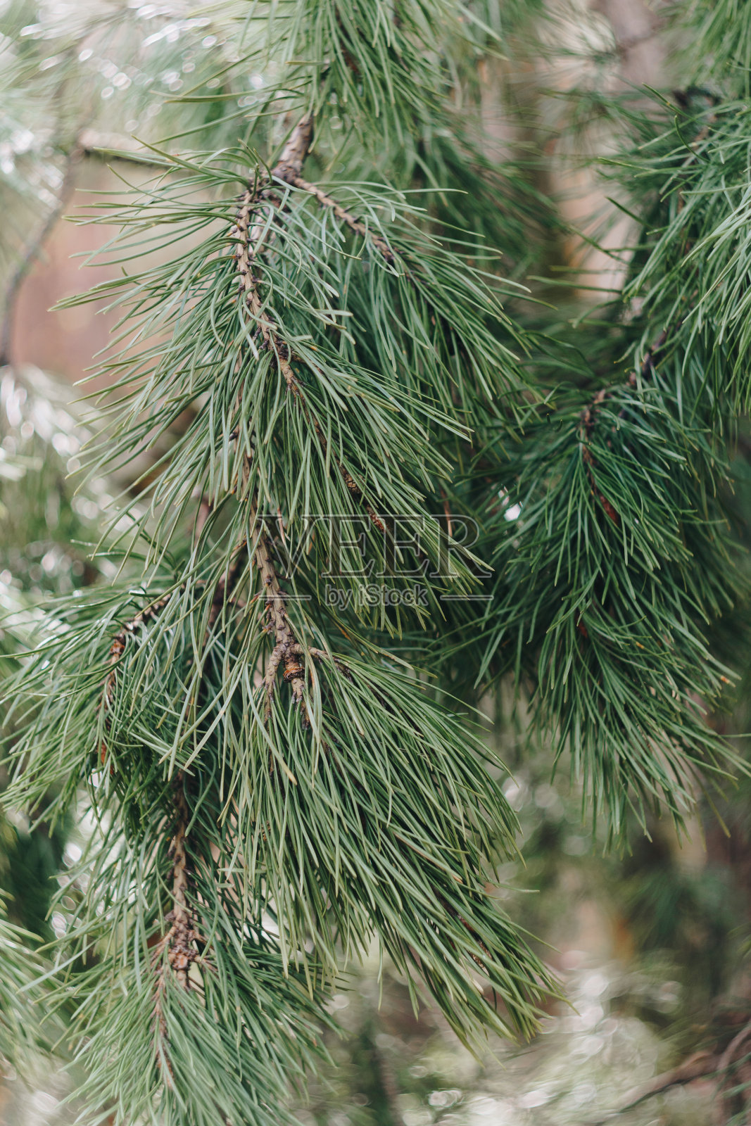 小绿冷杉树在公园近距离照片摄影图片