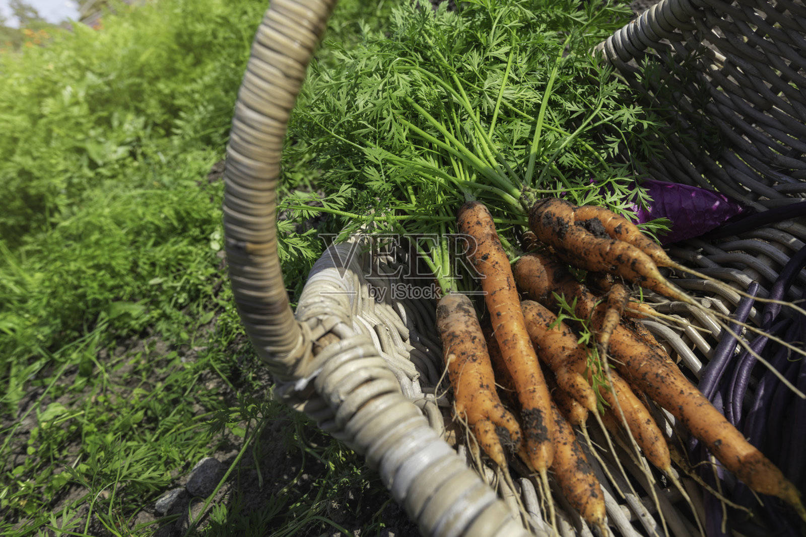 新鲜采摘胡萝卜照片摄影图片