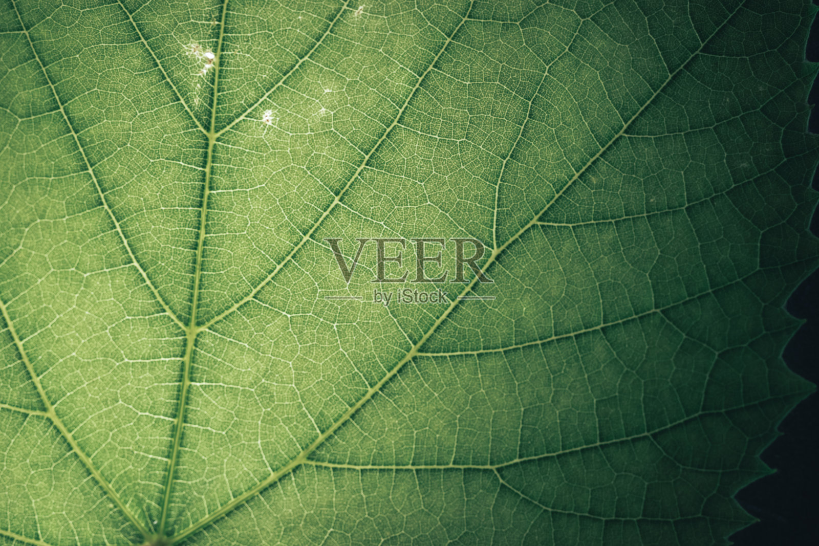 美丽的绿色纹理背景。剪短的绿色叶片纹理。抽象的自然设计模式。宏photogrpaphy视图。照片摄影图片