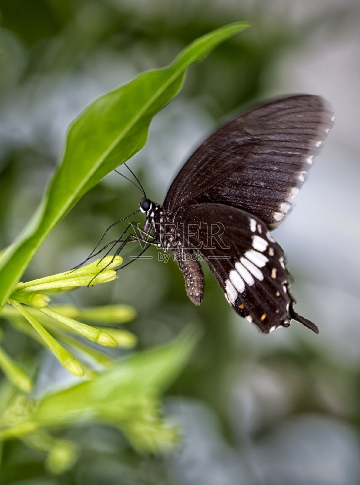 特写美丽的蝴蝶坐在花在一个夏天的花园。照片摄影图片