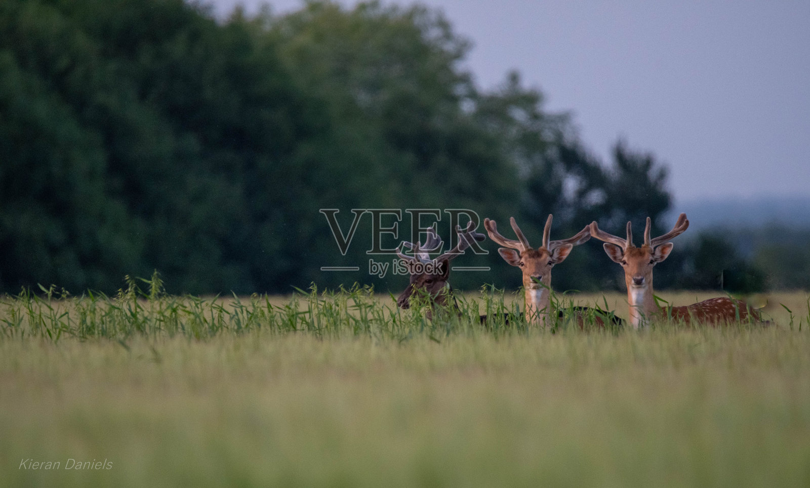 傍晚的鹿照片摄影图片