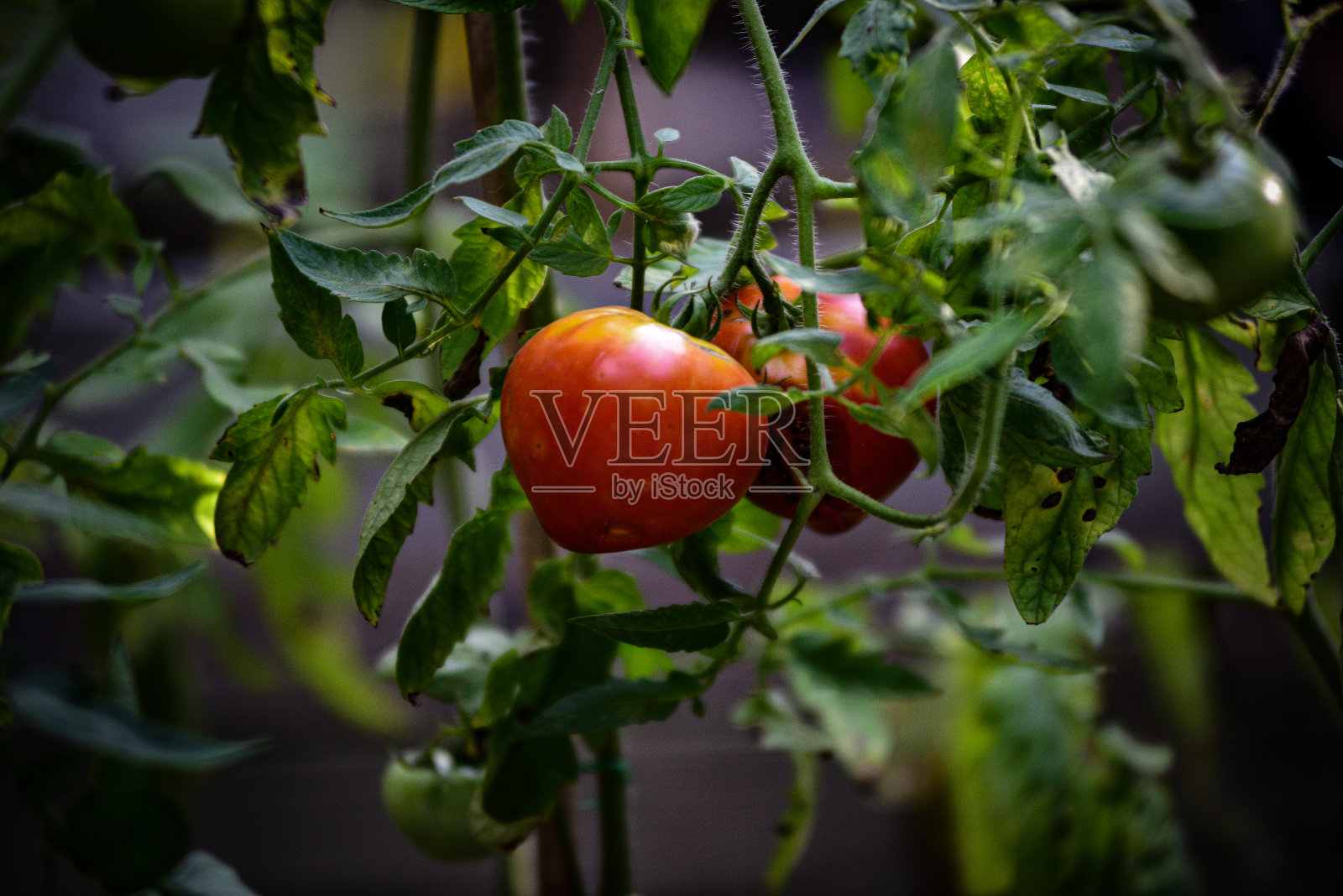 9月花园照片摄影图片