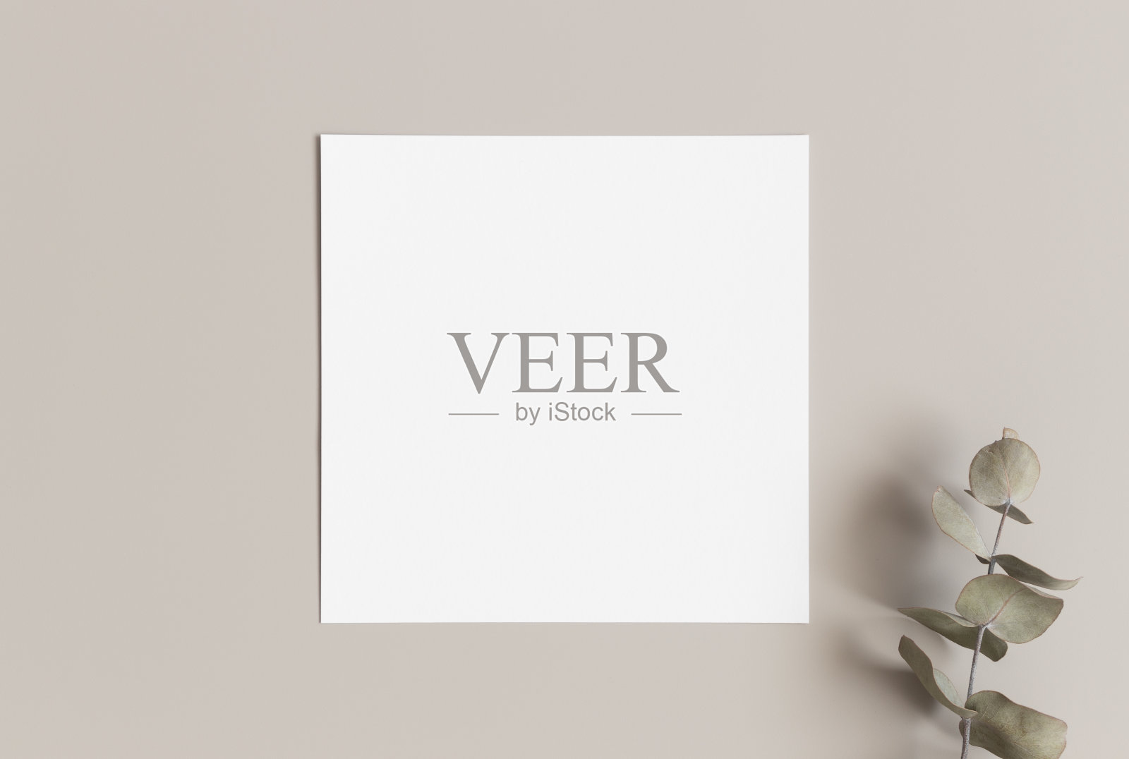 邀请方形卡片模型与桉树枝,5x5的比例。照片摄影图片