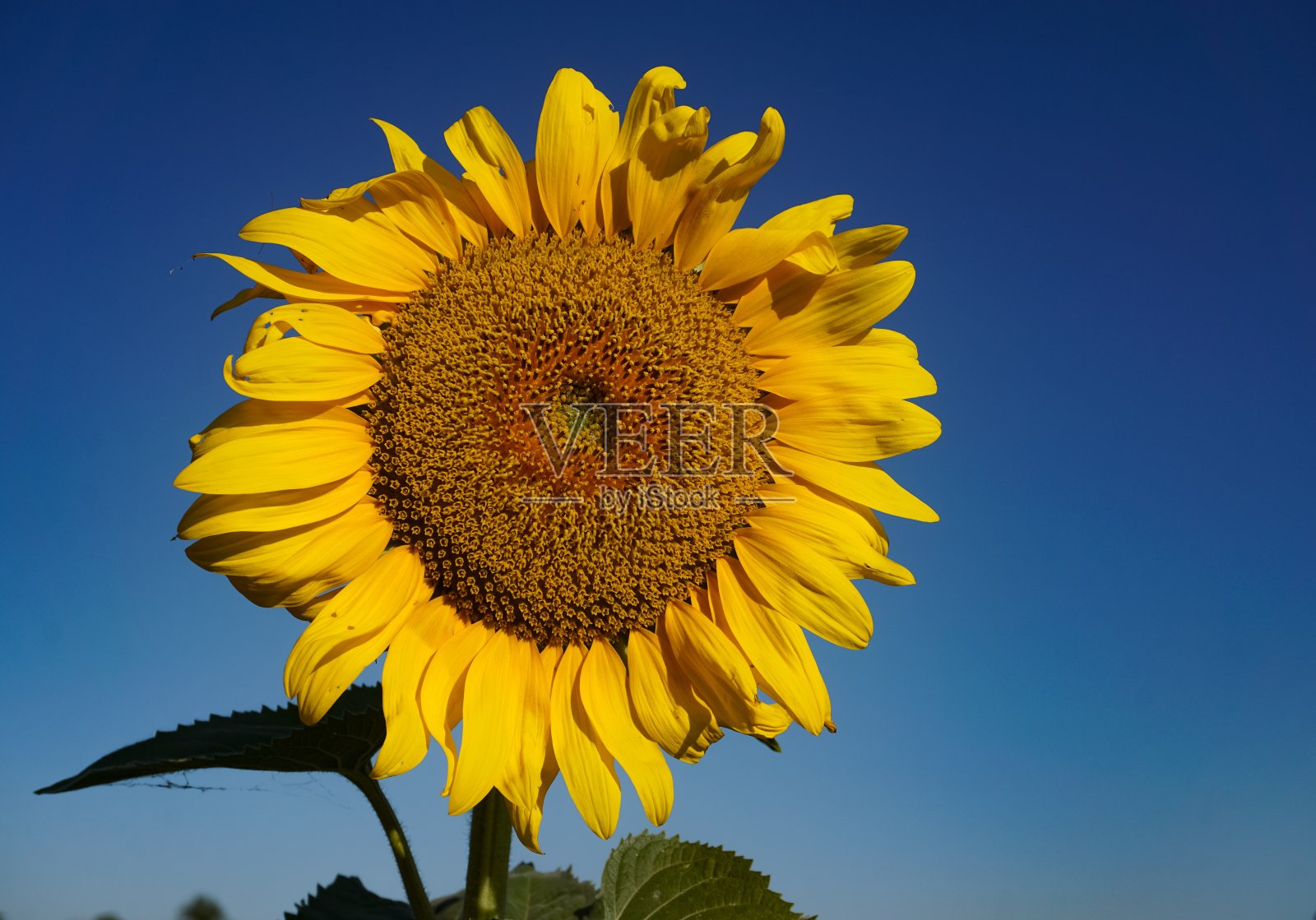 一个明亮的黄色向日葵对着晴朗的蓝色天空的特写照片摄影图片
