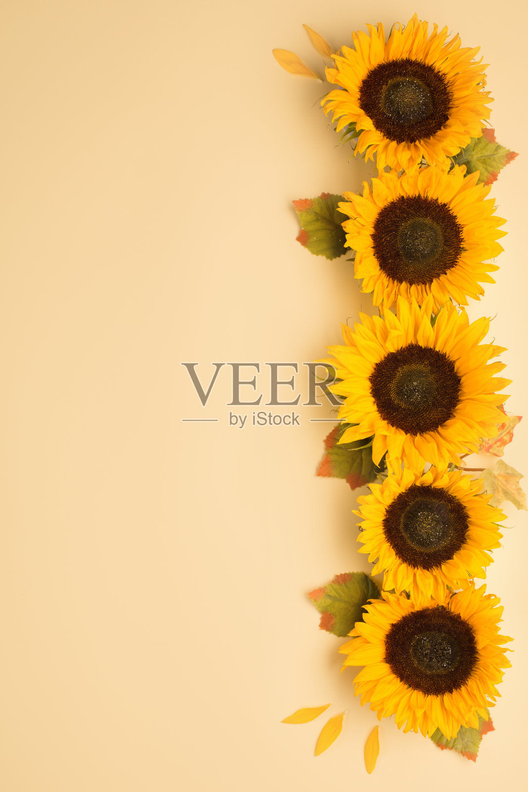 美丽的新鲜向日葵与叶子在黄色的背景。平躺,俯视图。照片摄影图片