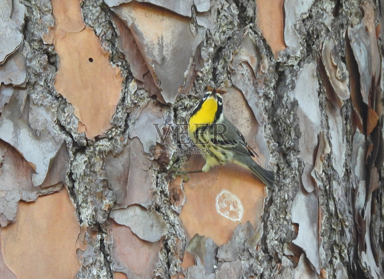 黄喉林莺栖息在佛罗里达的一棵树上照片摄影图片