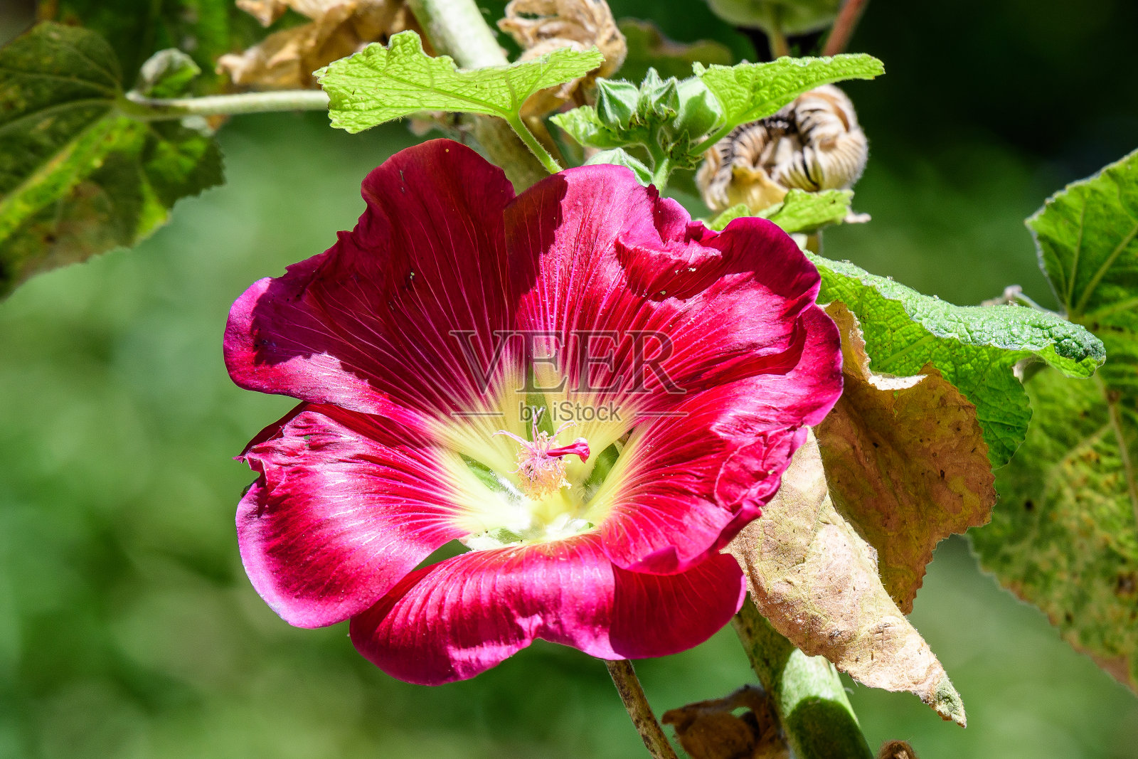 在一个阳光明媚的夏天,花园里盛开的蜀葵或蜀葵的粉红色花朵照片摄影图片
