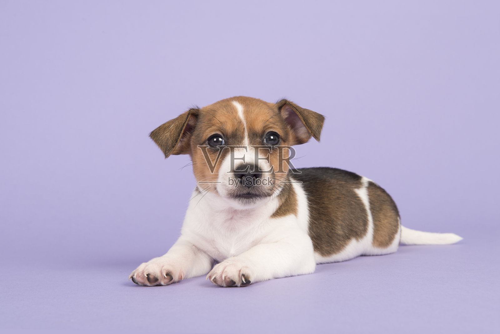 可爱的杰克罗素小猎犬看着摄像机躺在一个紫色的背景照片摄影图片