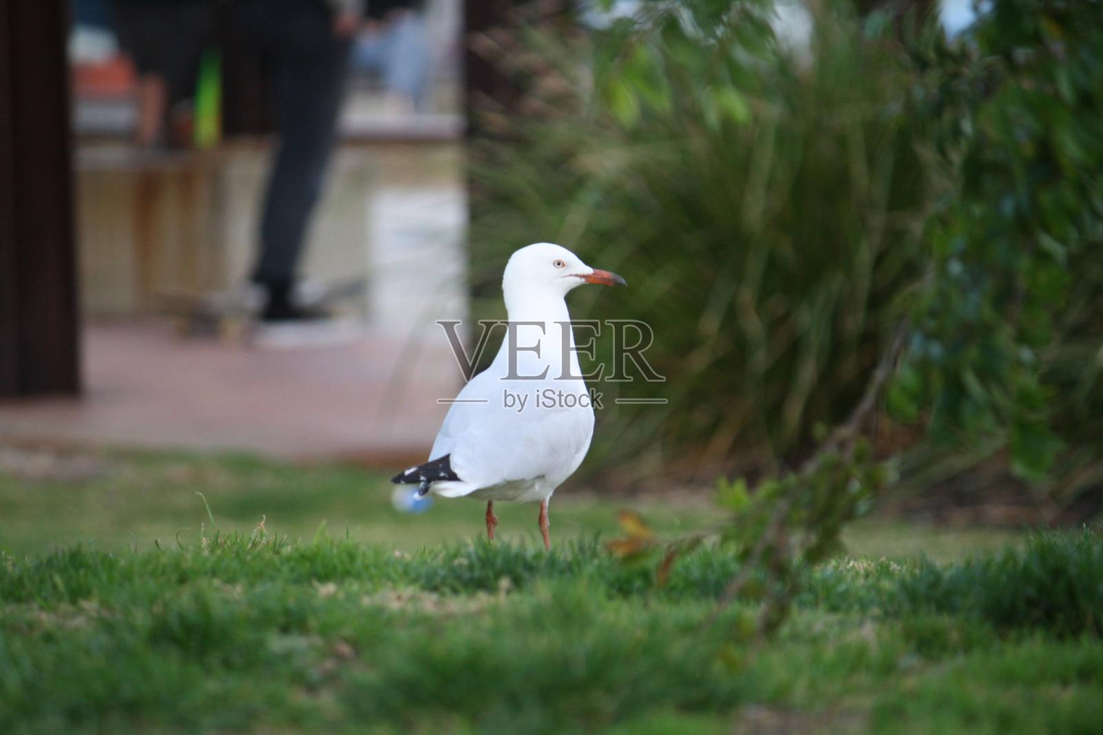 鸟照片摄影图片