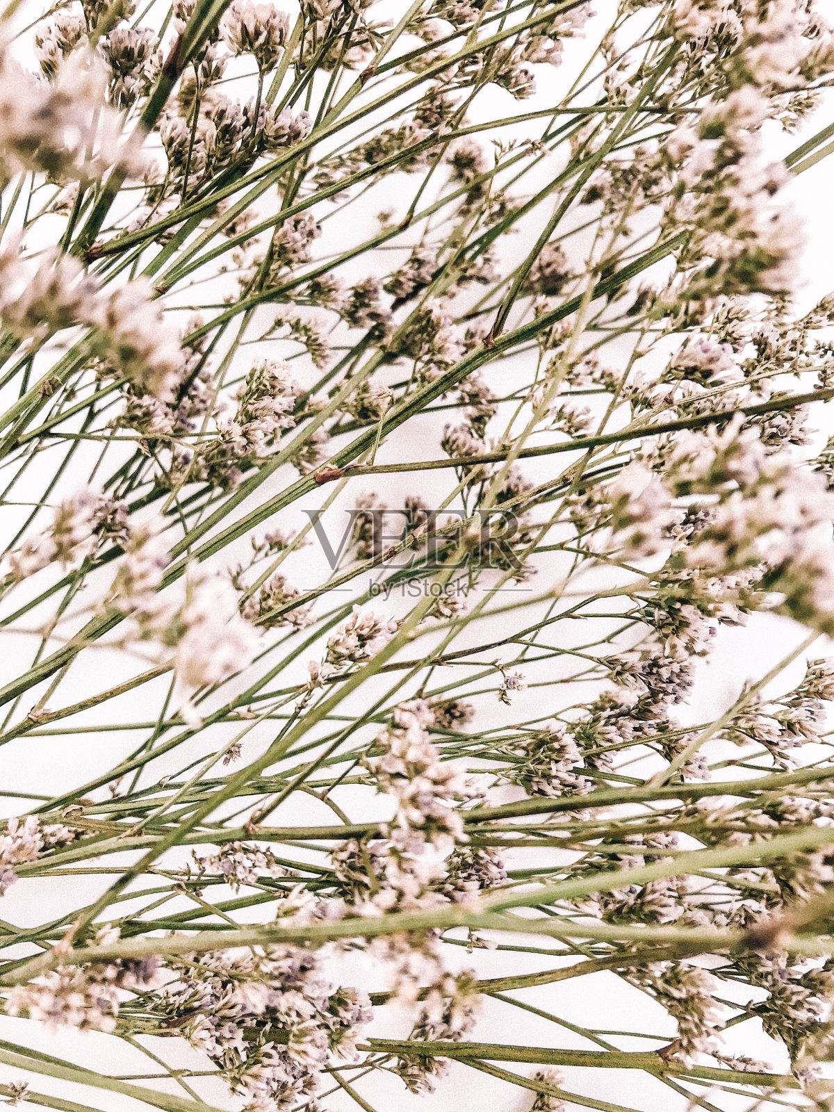 白色背景上的干花枝。平铺,俯视图最小的中性花背景。照片摄影图片
