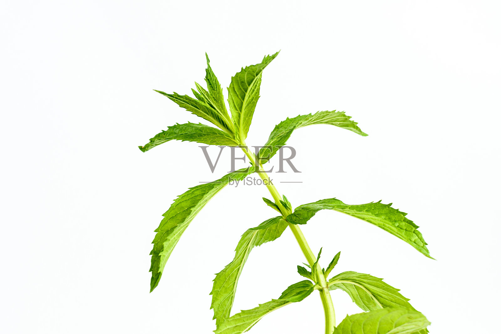 新鲜的绿薄荷叶子孤立在白色的背景,侧面的健康素食食品照片摄影图片