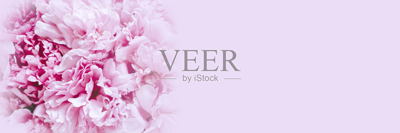 牡丹花盛开,粉彩亮丽,粉彩背景,粉墙。空间的文本。横幅照片摄影图片