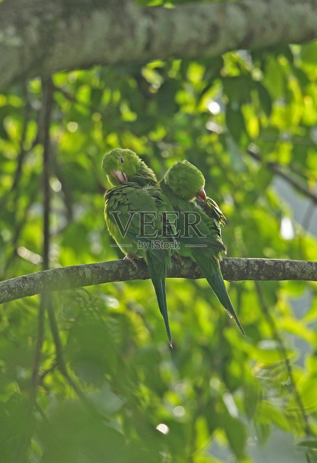 普通的长尾小鹦鹉照片摄影图片