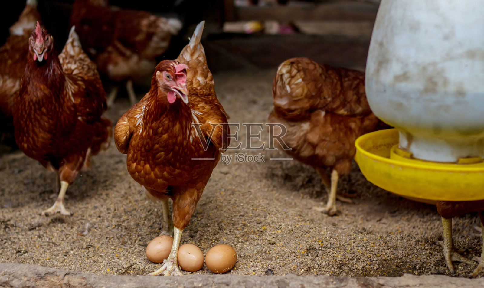 有机农业和在农场喂鸡。照片摄影图片
