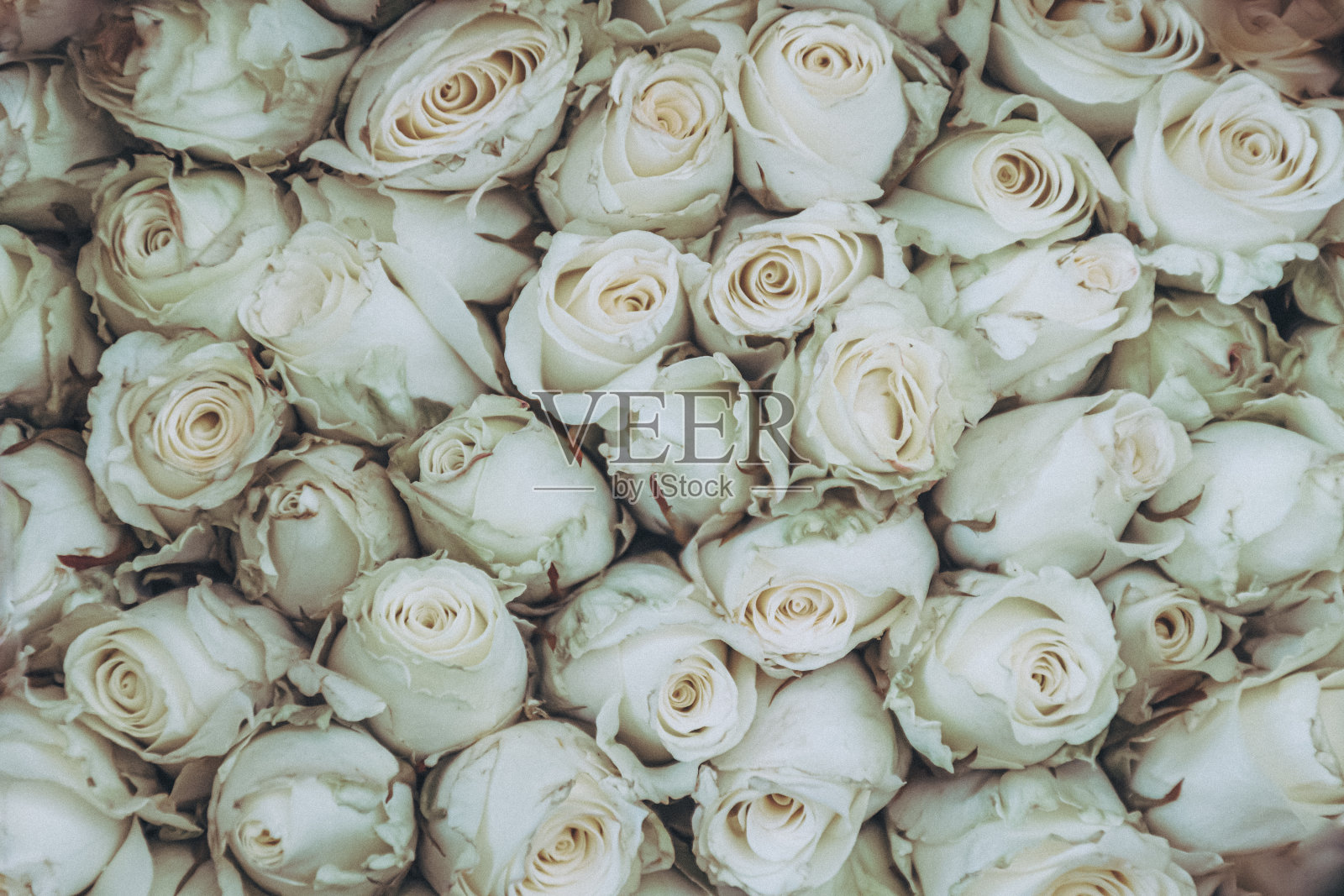 完整框架的玫瑰花束照片摄影图片