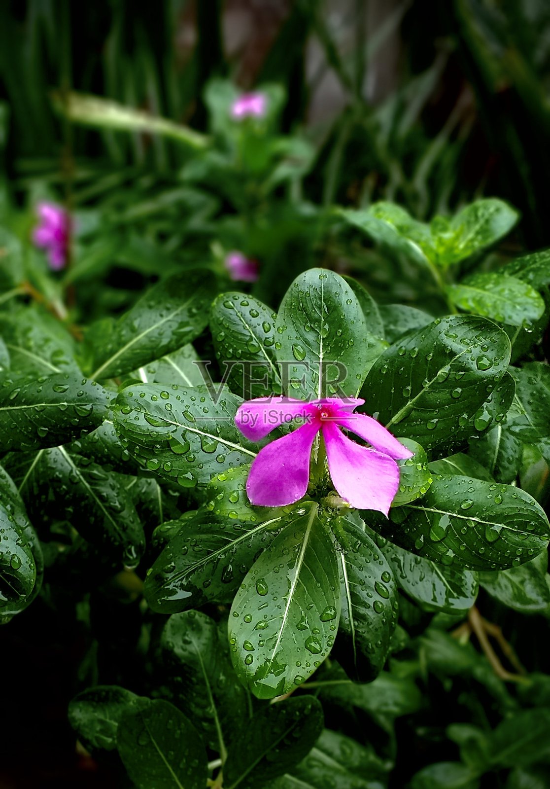 大自然的颜色照片摄影图片