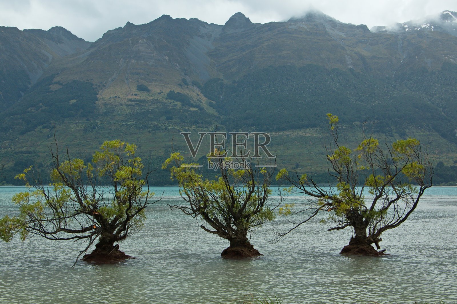 新西兰南岛奥塔哥地区格伦诺奇瓦卡蒂普湖岸边的树木照片摄影图片