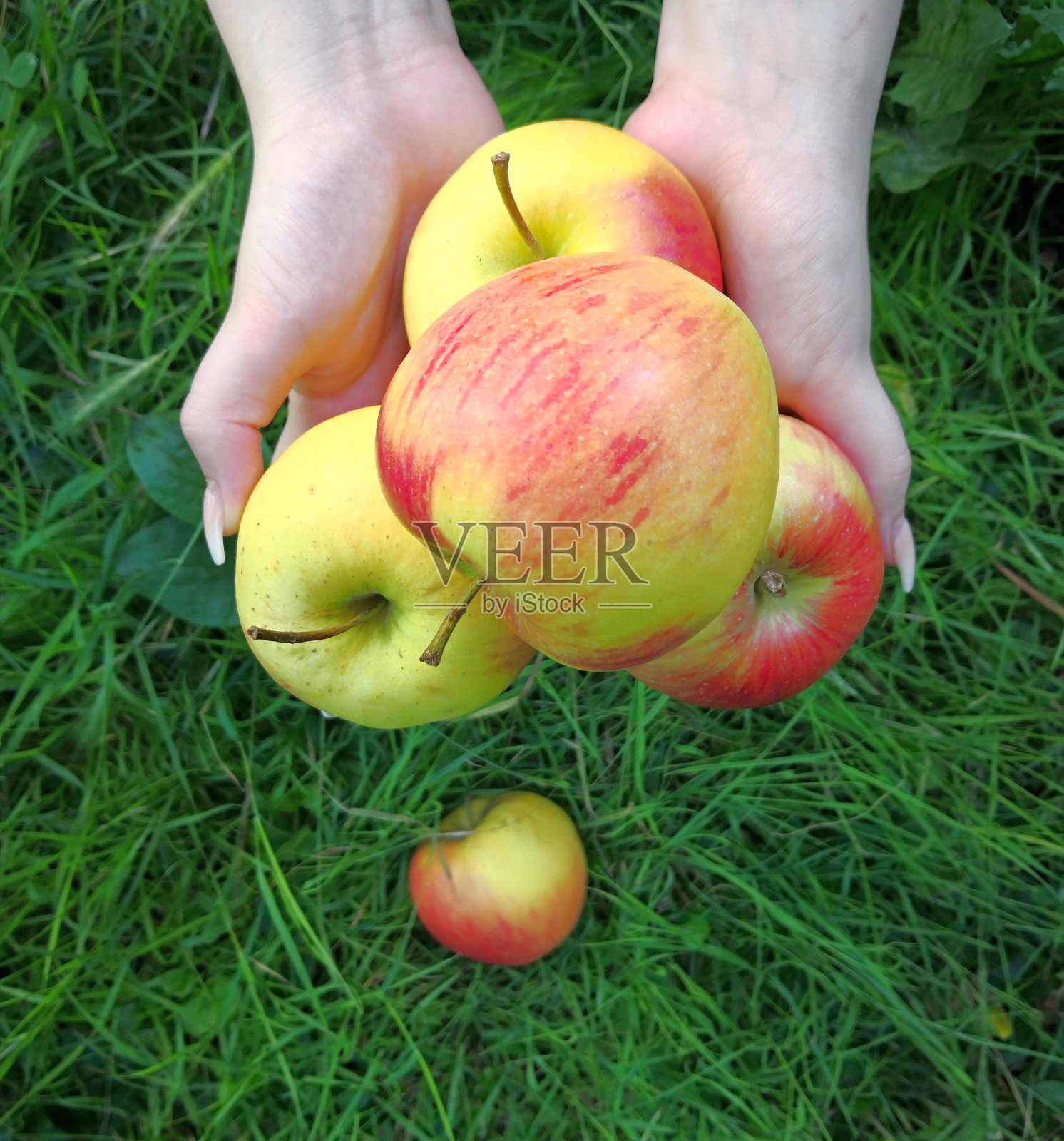 年轻女子手中拿着黄红的苹果,一个苹果插在草里。女孩拿着成熟的有机苹果。生物有机素食和健康饮食理念照片摄影图片
