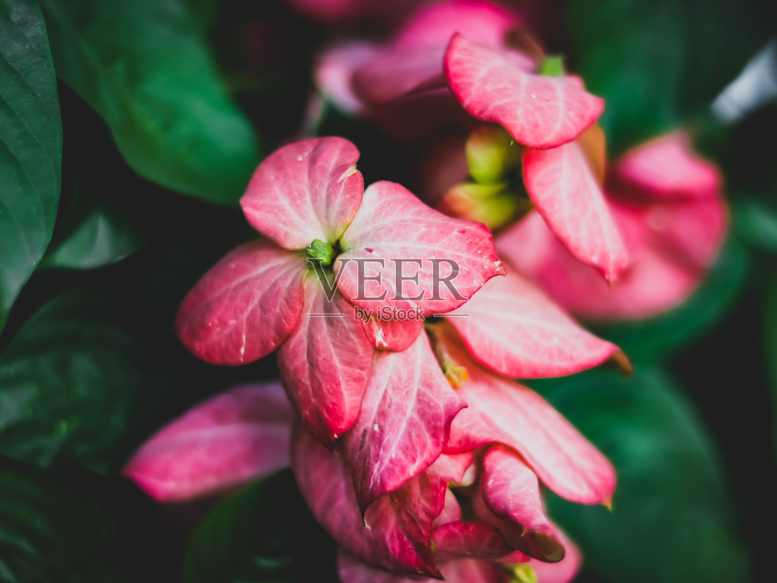 粉红色带叶花照片摄影图片