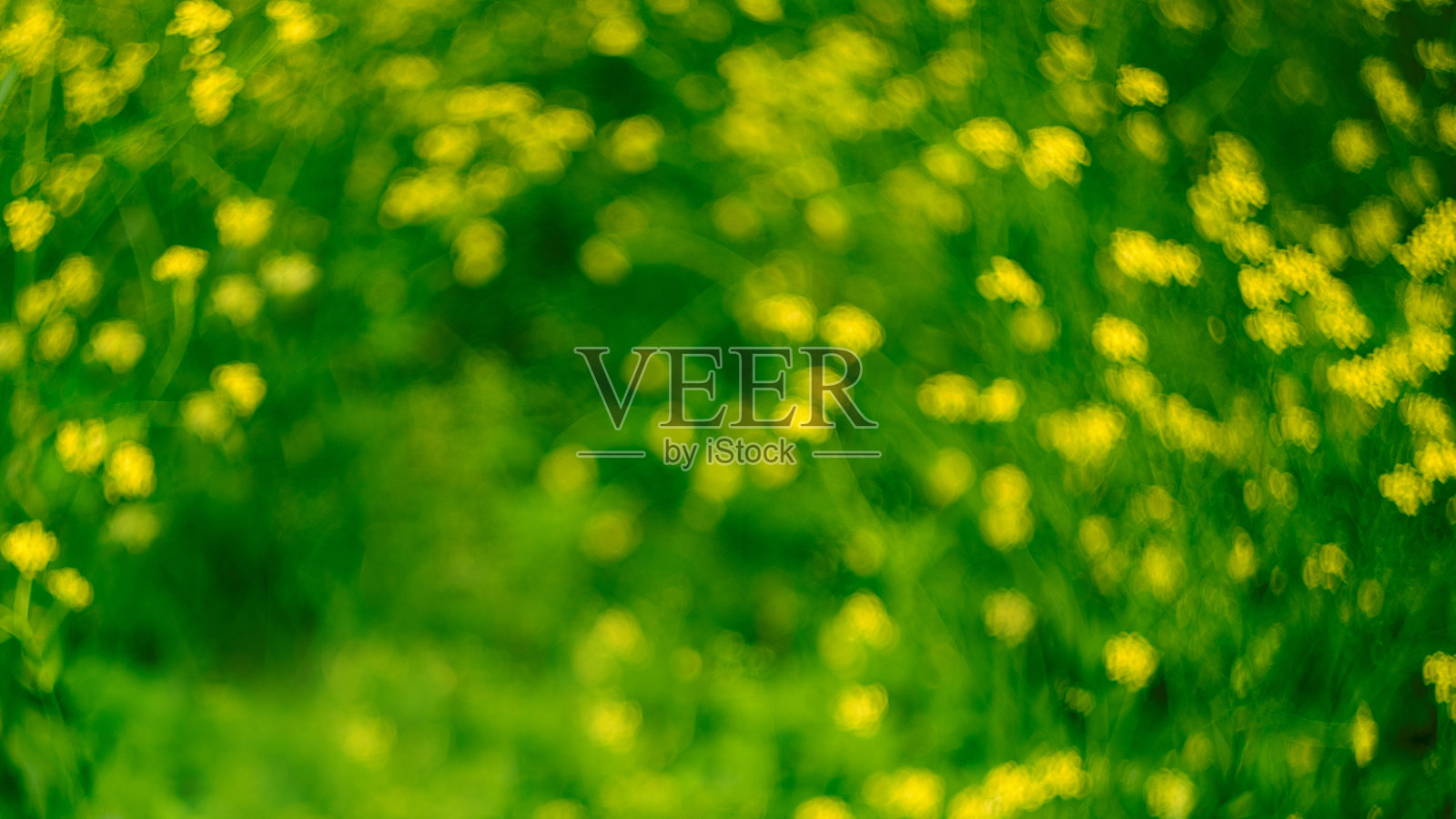 黄绿色的花和草的背景照片摄影图片