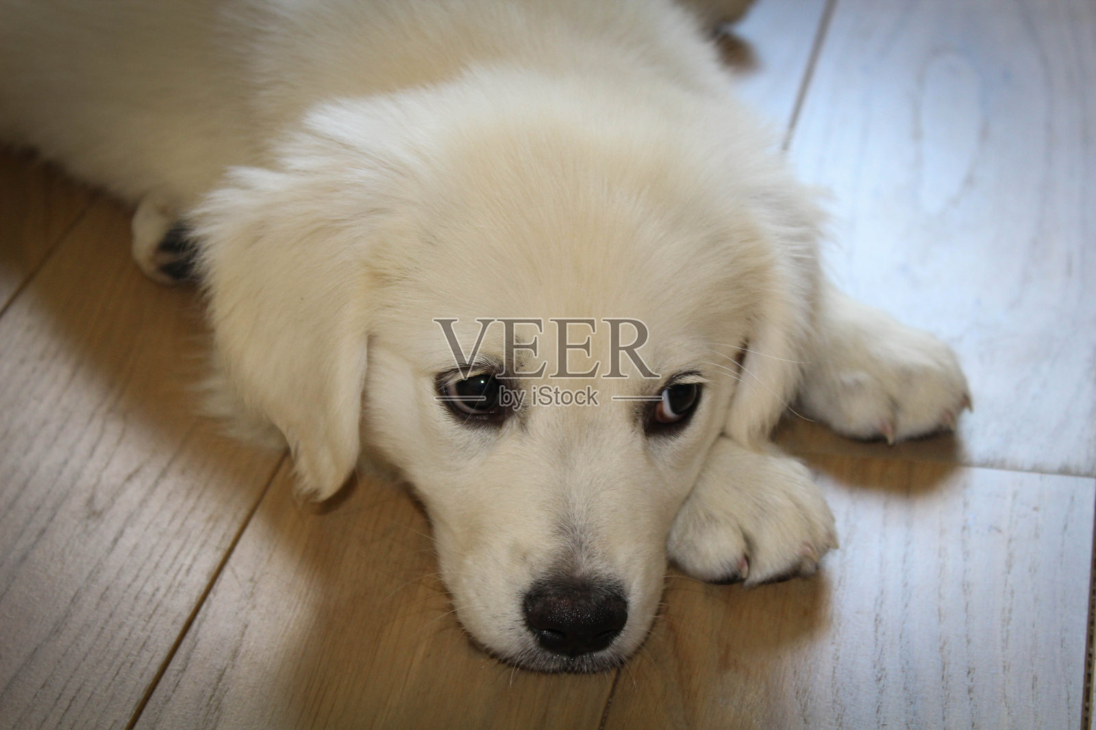 金毛猎犬小狗照片摄影图片