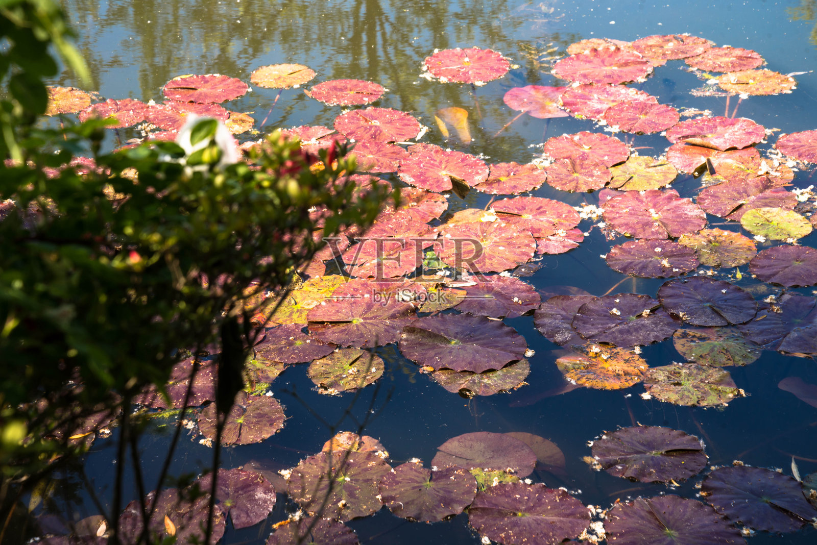睡莲照片摄影图片