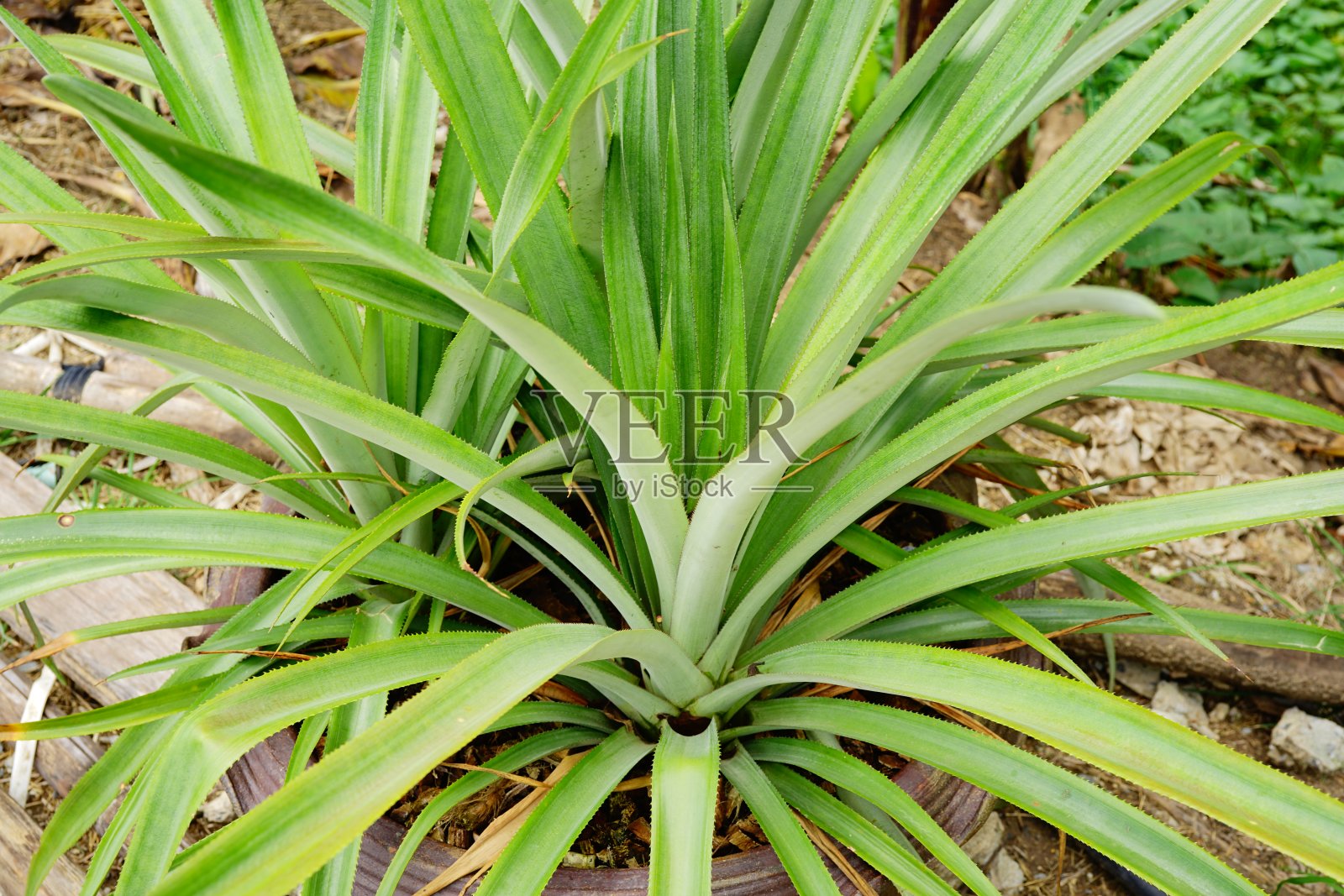 盆中菠萝照片摄影图片