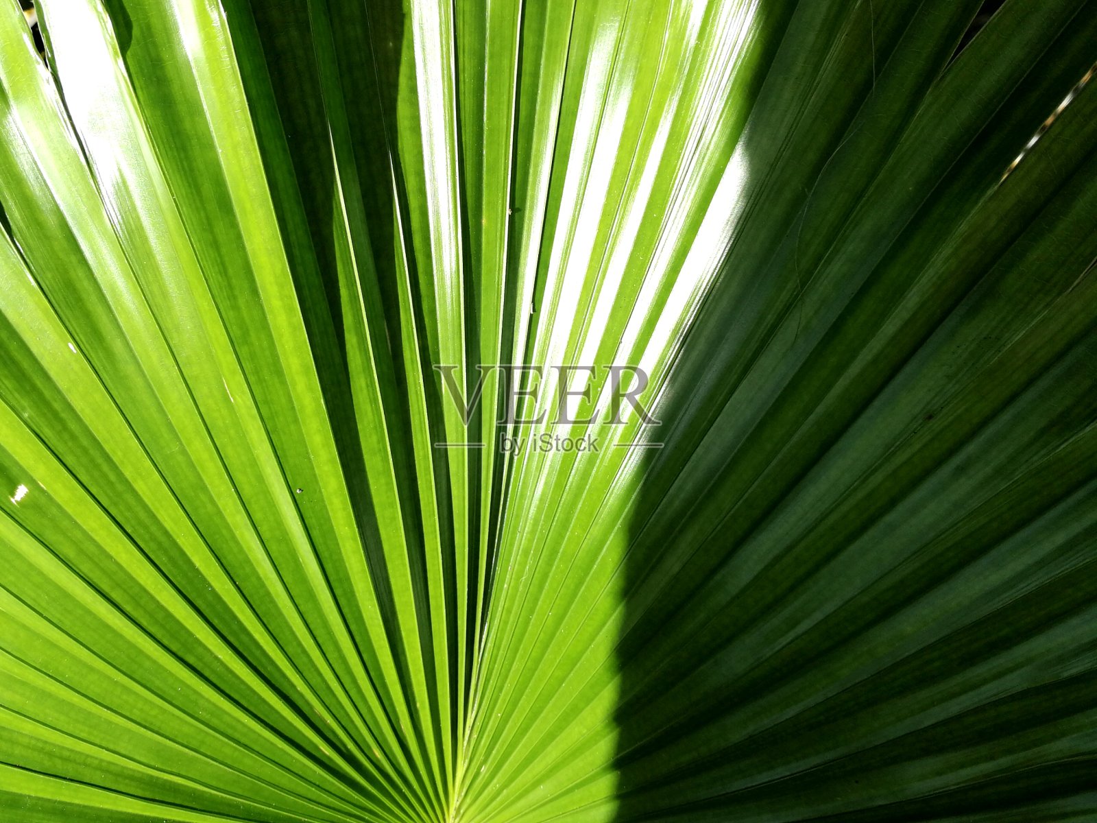 全框拍摄的绿色棕榈叶照片摄影图片