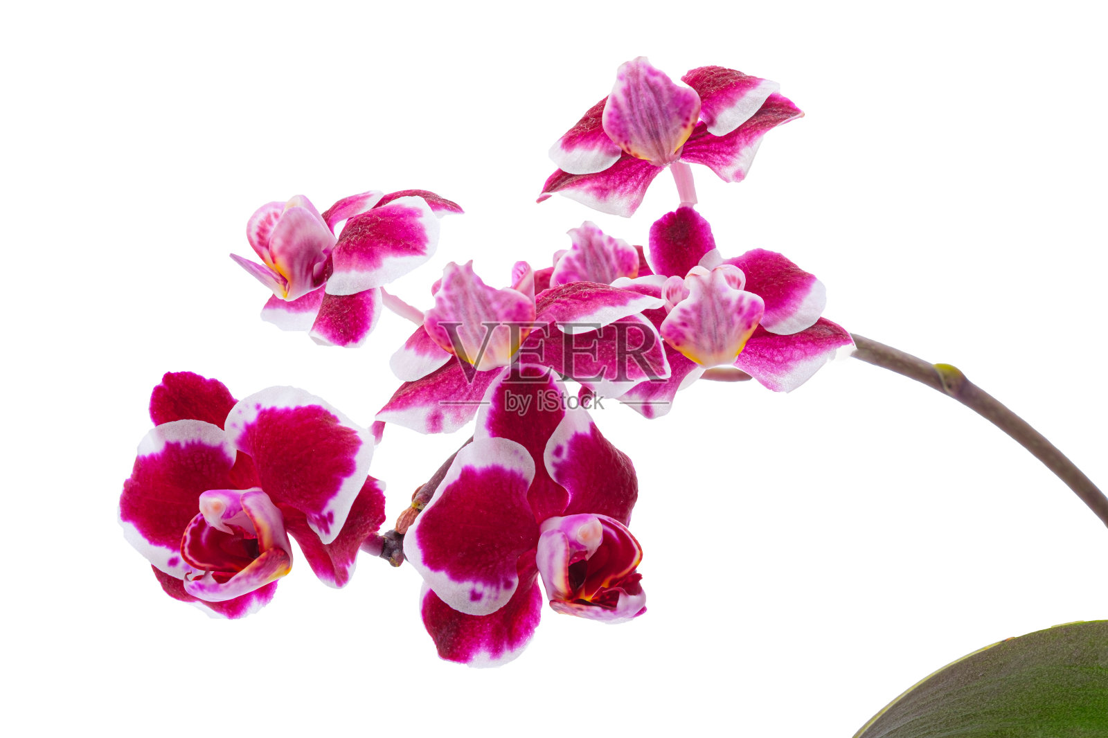 紫白兰花照片摄影图片