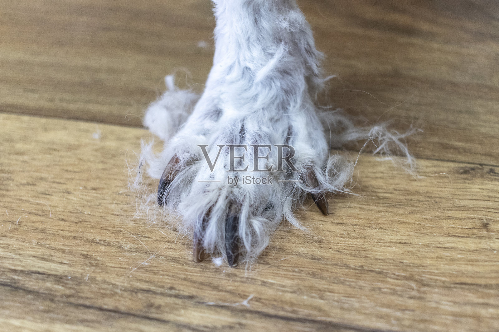 狗爪子大爪子和皮毛在木地板上。照片摄影图片