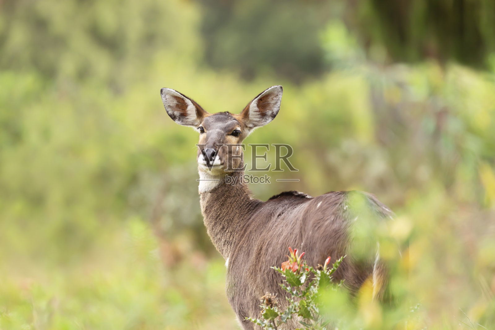 雌性尼亚拉山的特写照片摄影图片