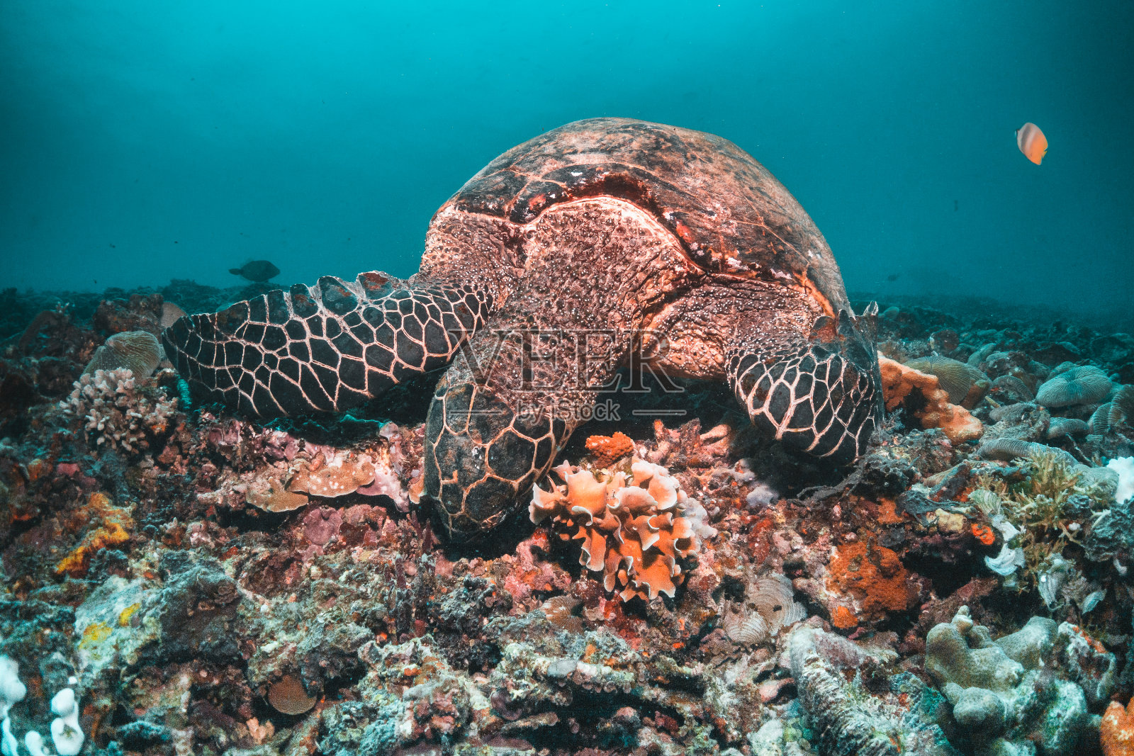印度尼西亚珊瑚礁中的海龟照片摄影图片