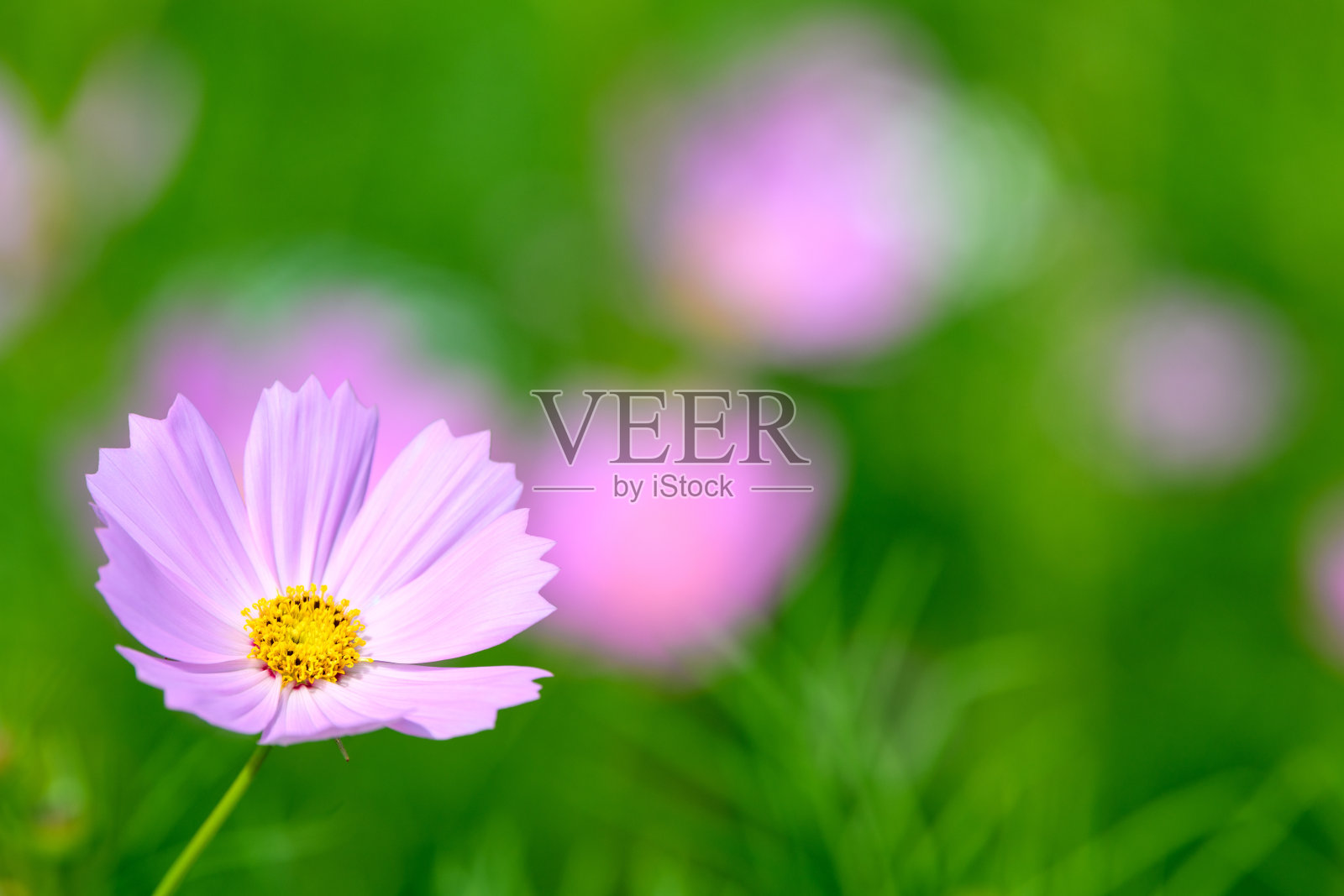 宇宙在秋天开花照片摄影图片